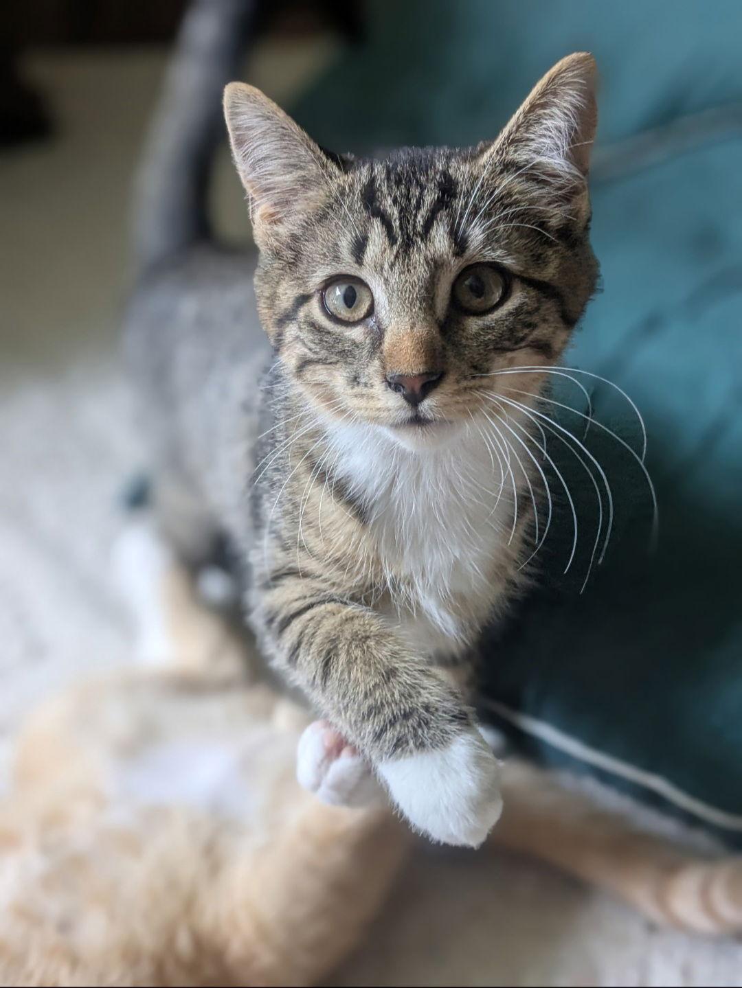 Enlarge Princess, a Adoptable Domestic Short Hair in Hanover, PA image 1/1