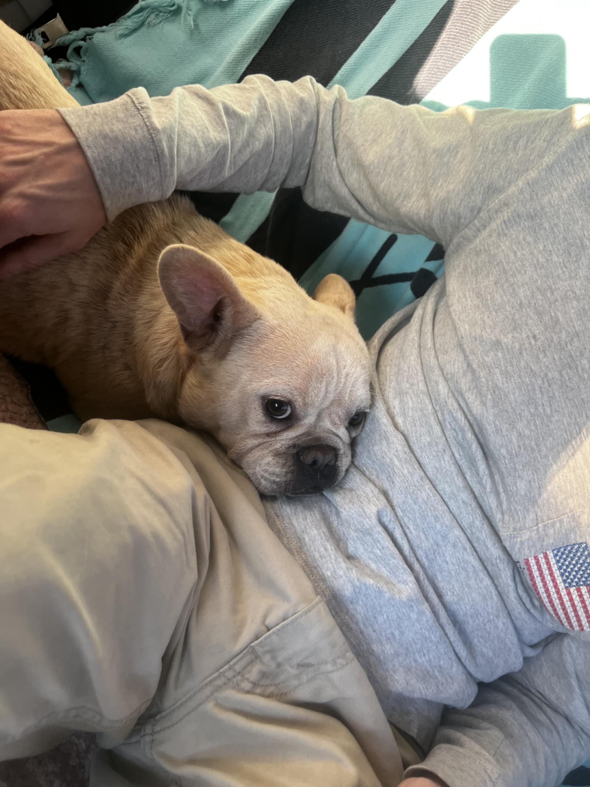 Cream Puff (Bryana-Fostered in TN)