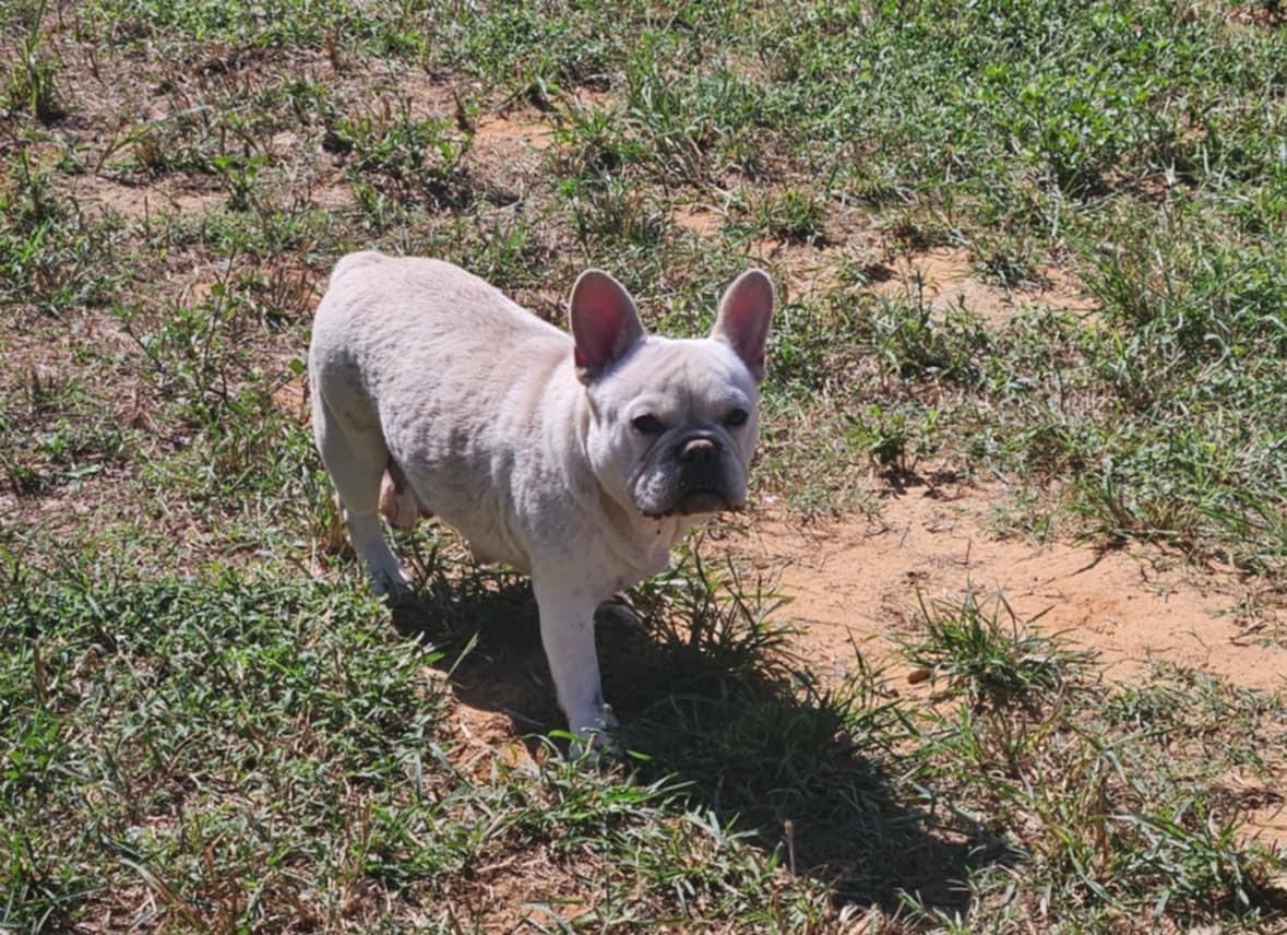 Cream Puff (Bryana-Fostered in TN)