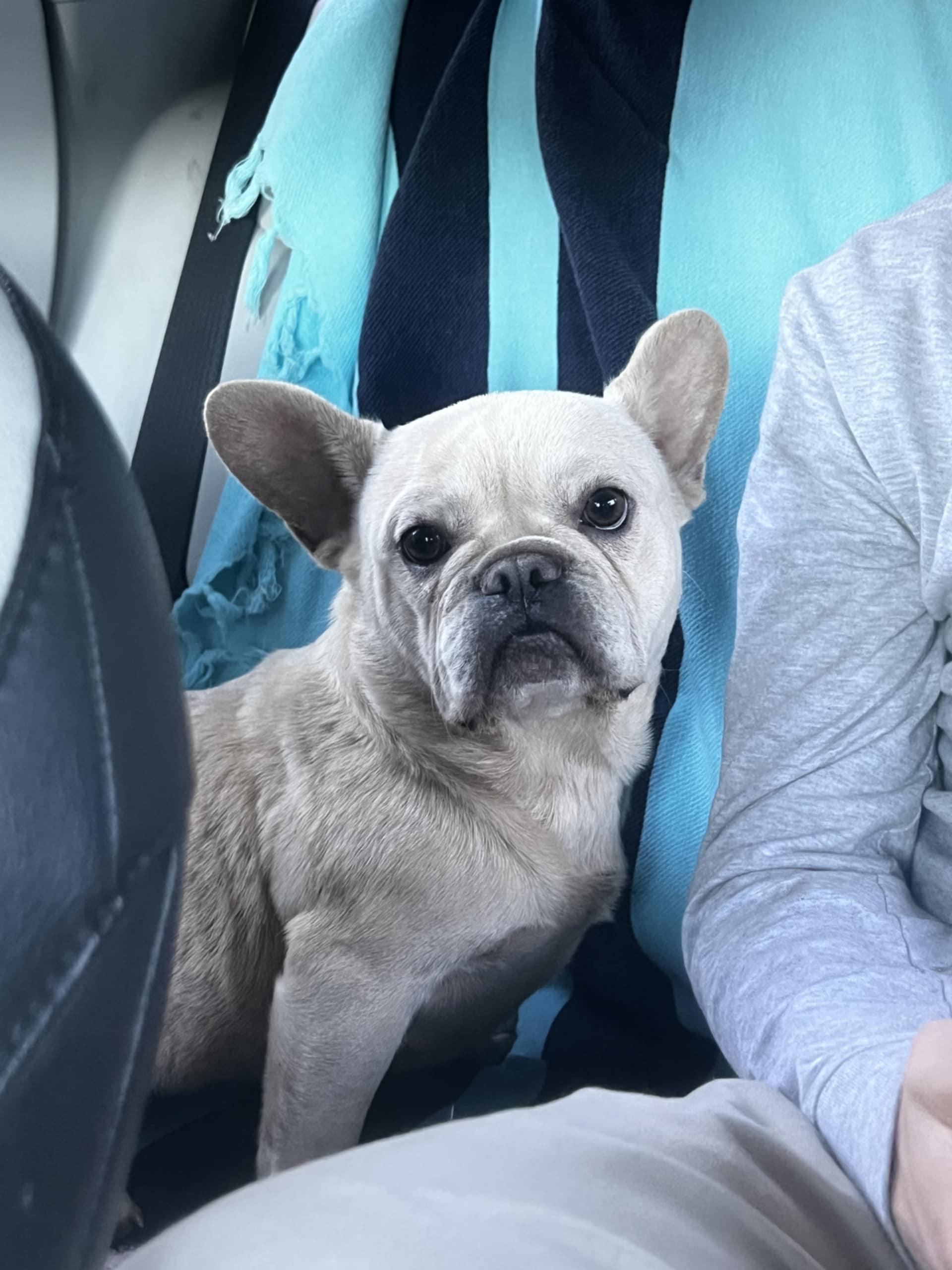 Cream Puff (Bryana-Fostered in TN)