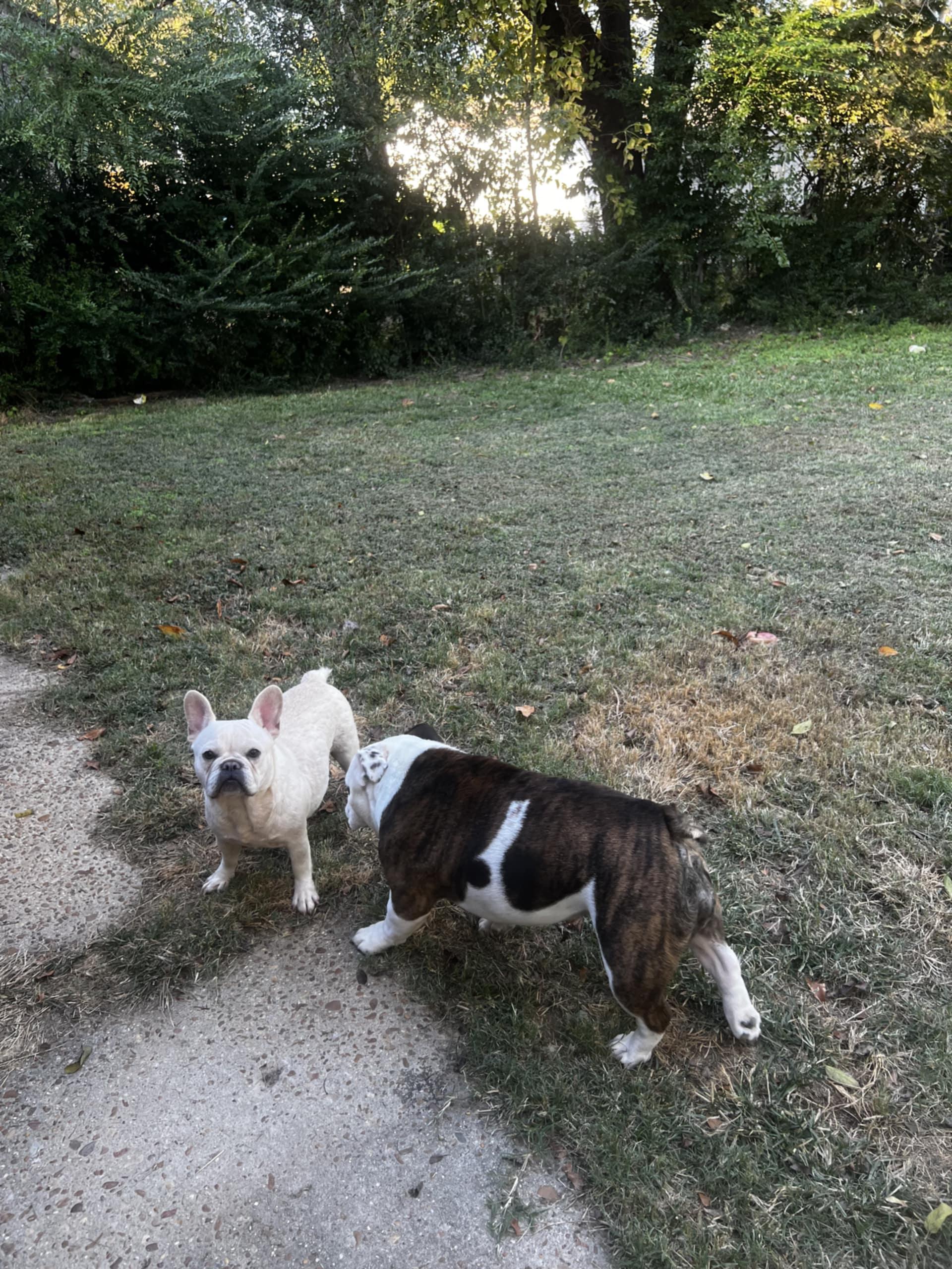 Cream Puff (Bryana-Fostered in TN)