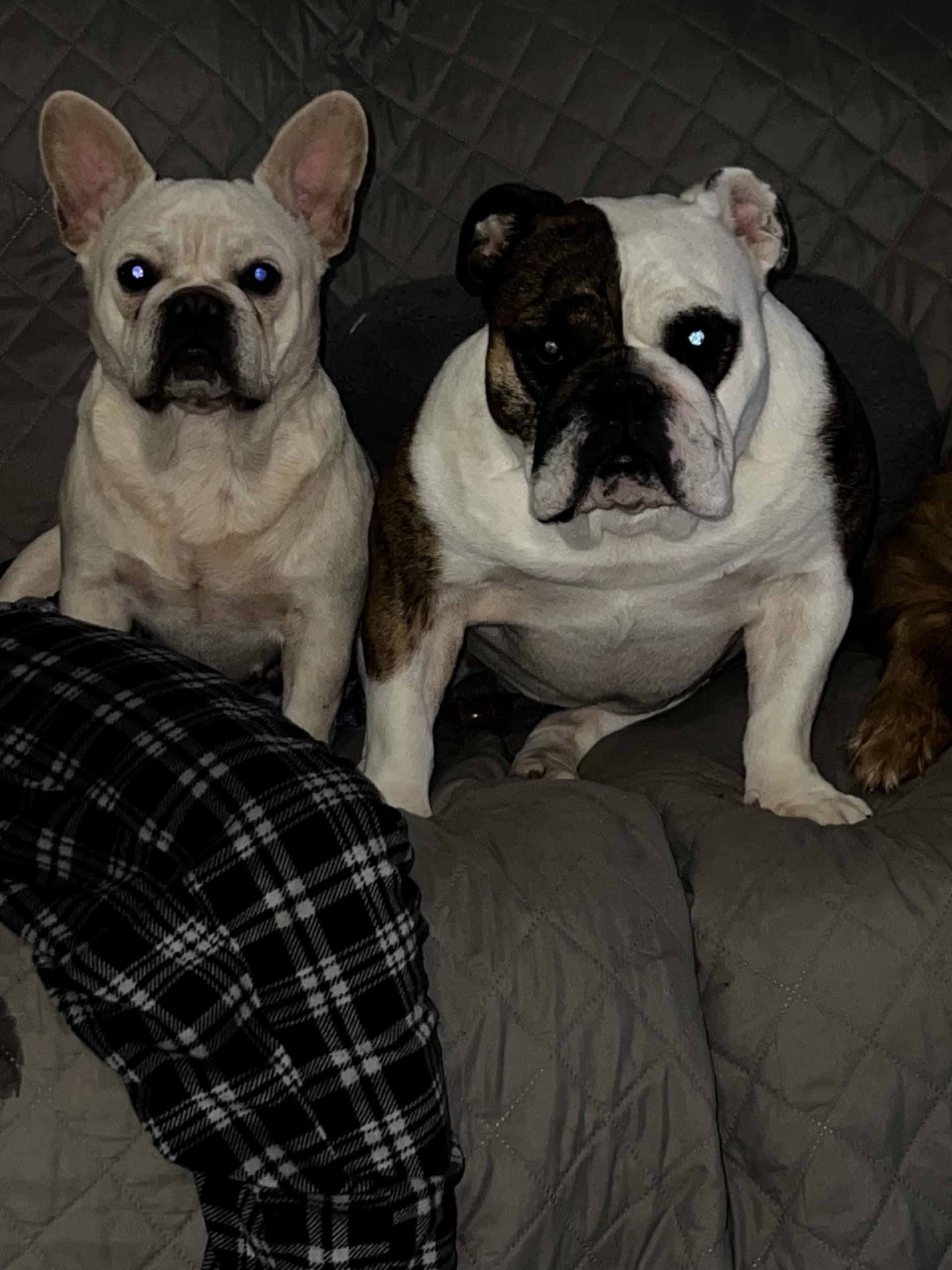 Cream Puff (Bryana-Fostered in TN)