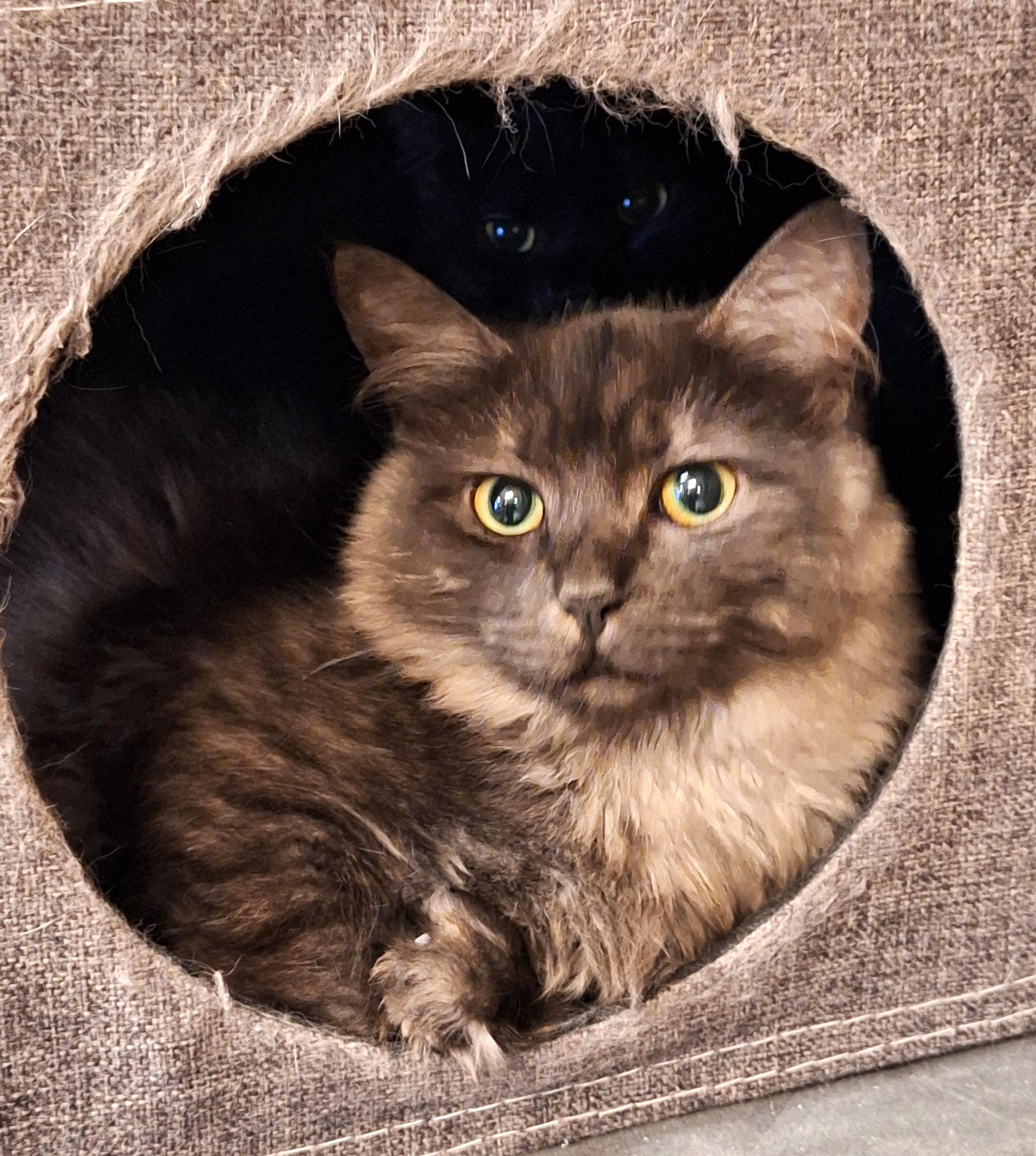 Ramona and Beatrice, a ADOPTABLE mixed breed in Spokane, WA image 1/2