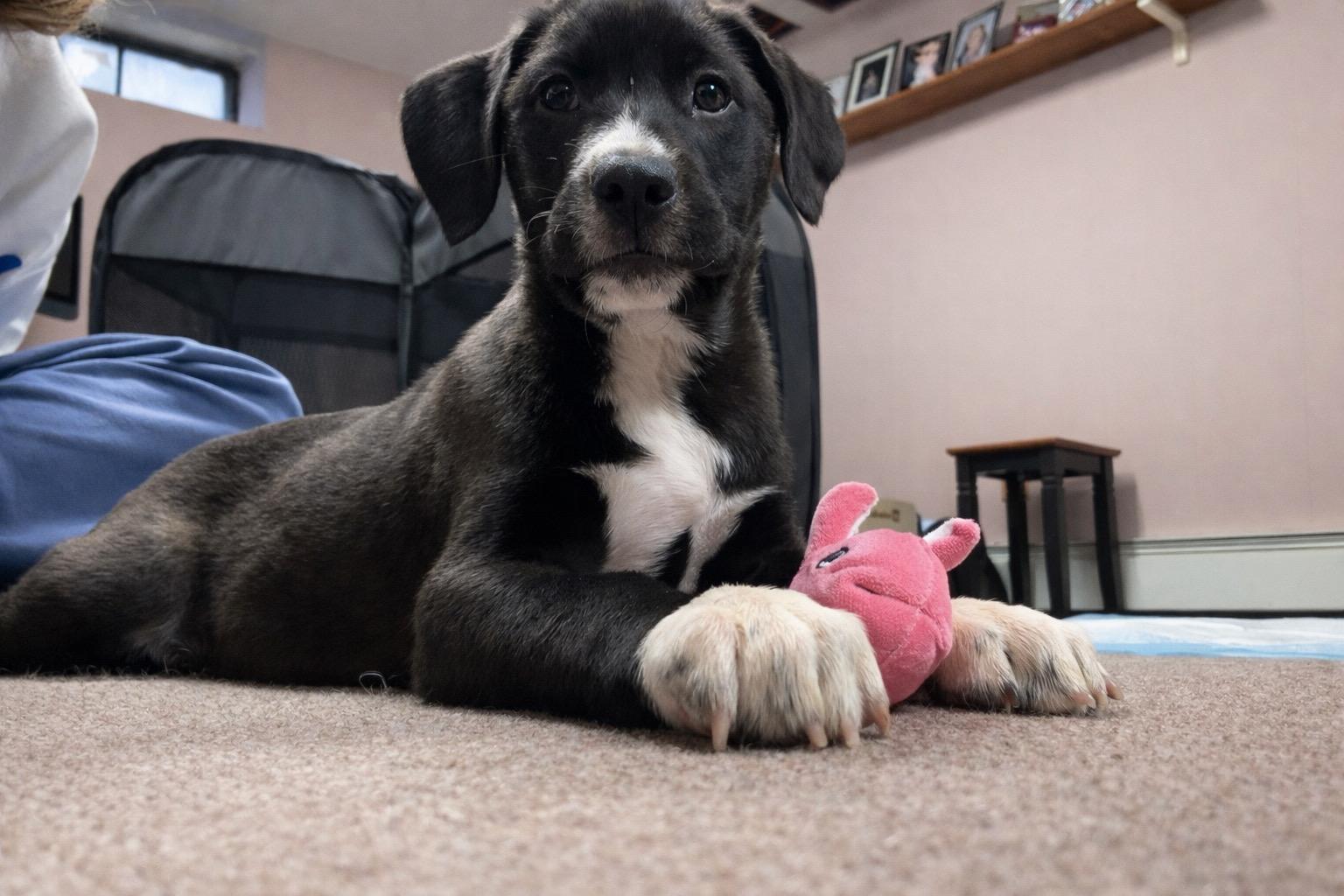 Enlarge Adams, an adopted mixed breed in Copiague, NY image 1/4