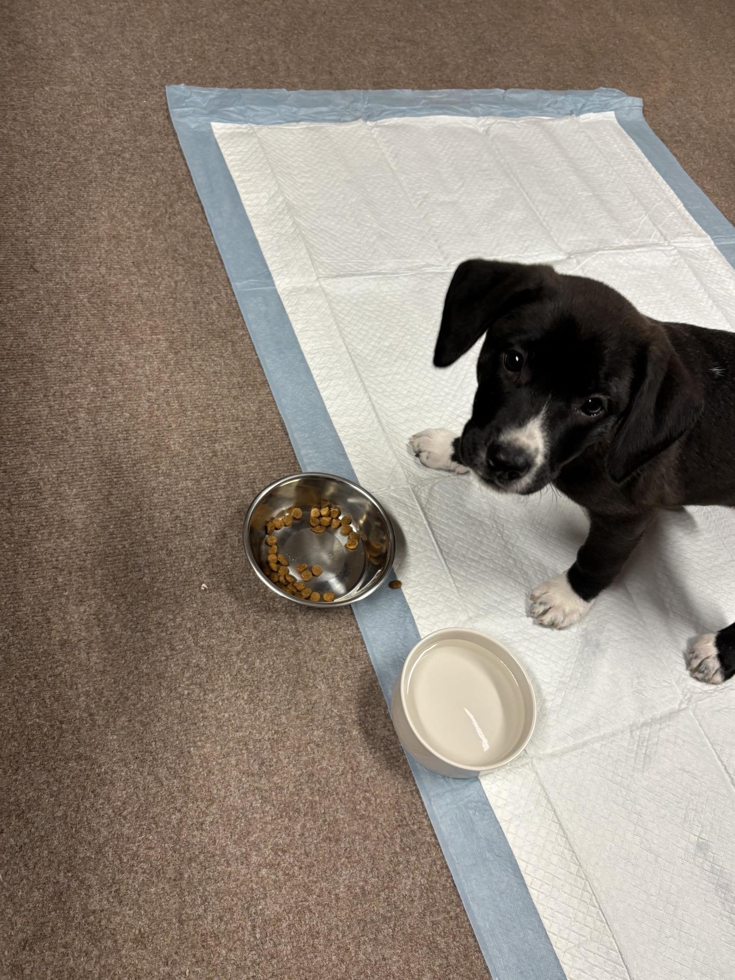 Enlarge Adams, an adopted mixed breed in Copiague, NY image 3/4