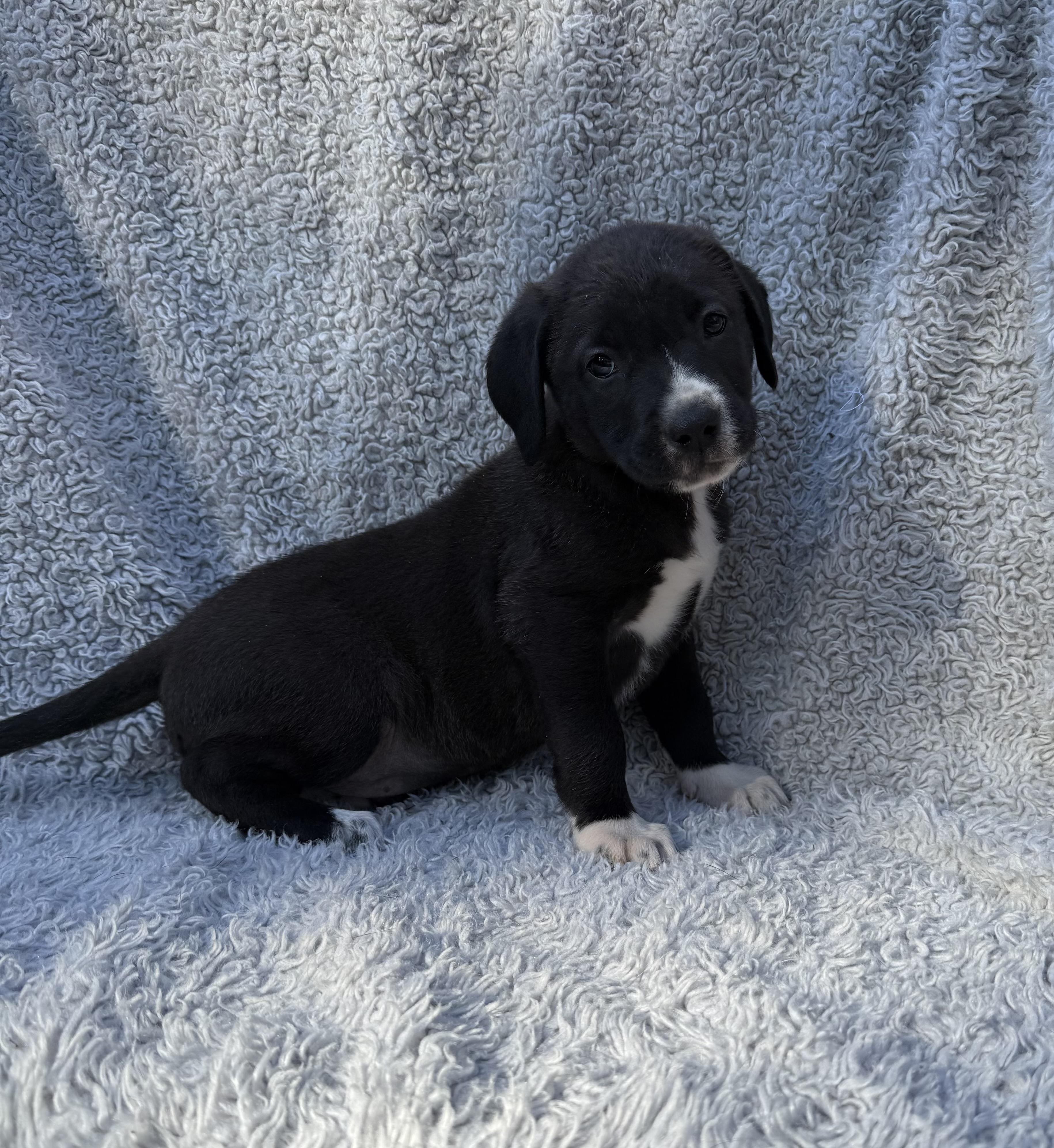 Enlarge Adams, an adopted mixed breed in Copiague, NY image 2/4