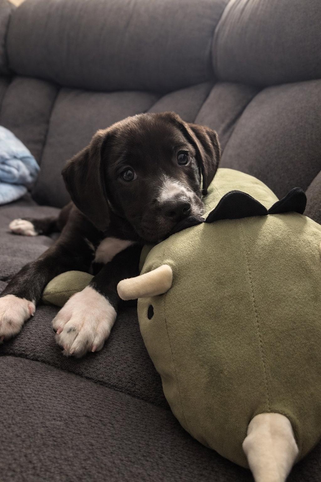 Enlarge Adams, an adopted mixed breed in Copiague, NY image 4/4