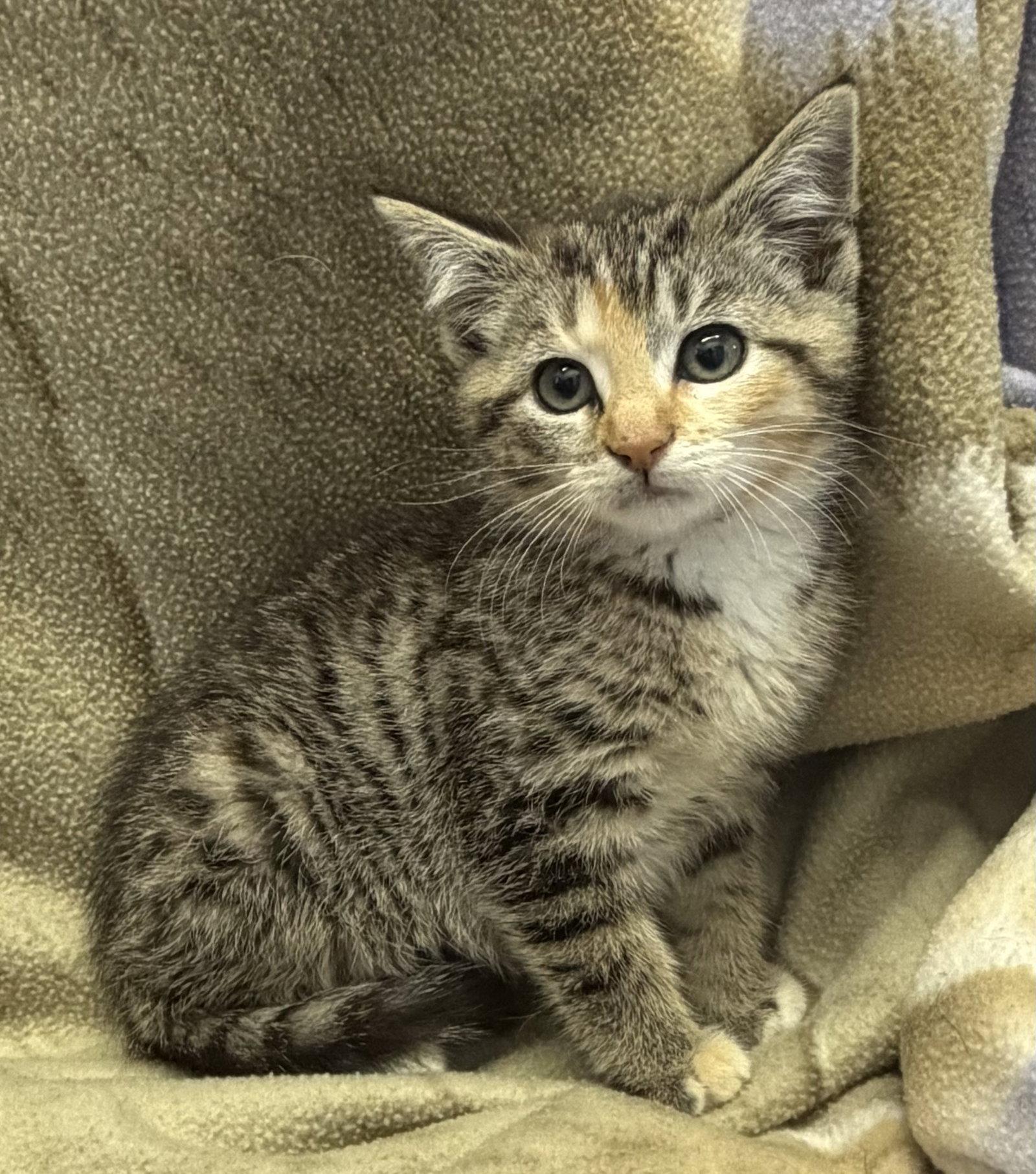 Wasabi, Adopted, Young Female Domestic Short Hair.