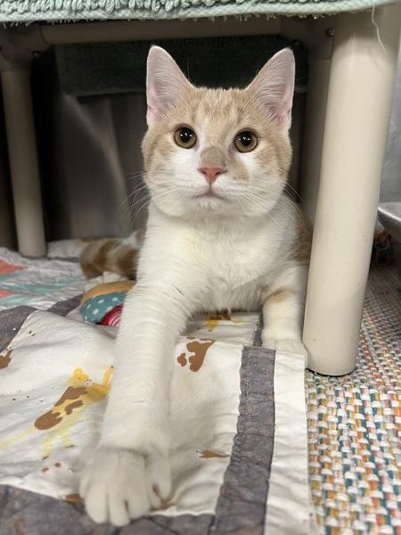 Shocker, Adoptable, Young Male Domestic Short Hair.