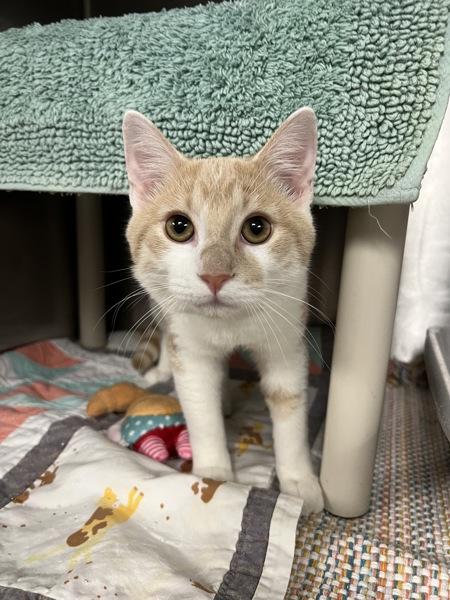 Enlarge Shocker, a Adoptable mixed breed in Richmond, VA image 2/6