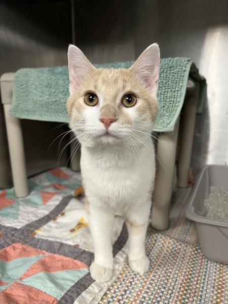 Enlarge Shocker, a Adoptable mixed breed in Richmond, VA image 4/6