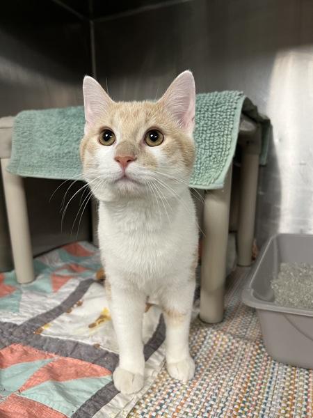 Enlarge Shocker, a Adoptable mixed breed in Richmond, VA image 5/6