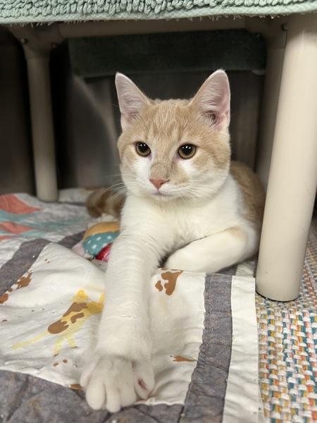 Enlarge Shocker, a Adoptable mixed breed in Richmond, VA image 6/6