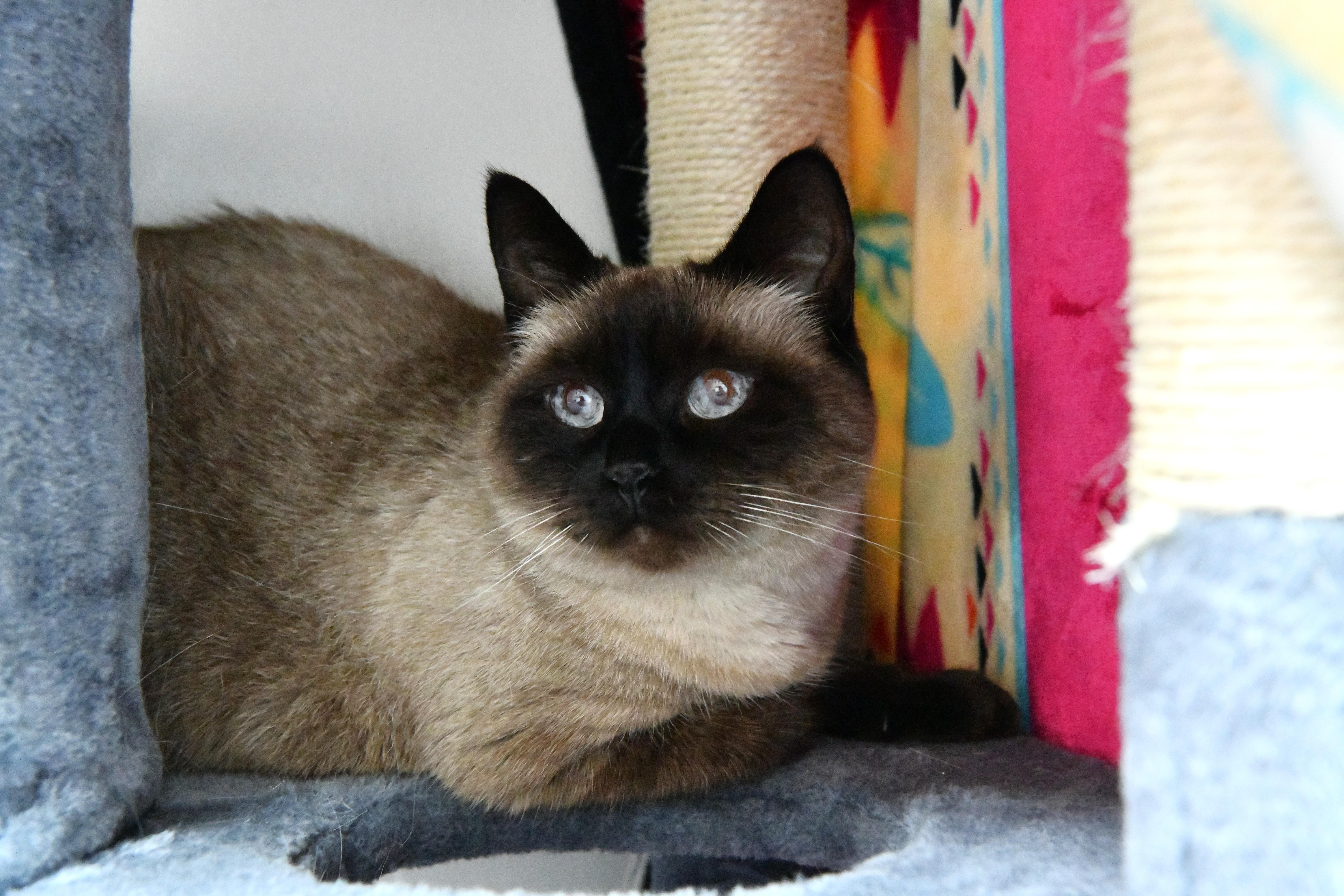 Tofu, ADOPTABLE, Senior Female Siamese & Applehead Siamese.