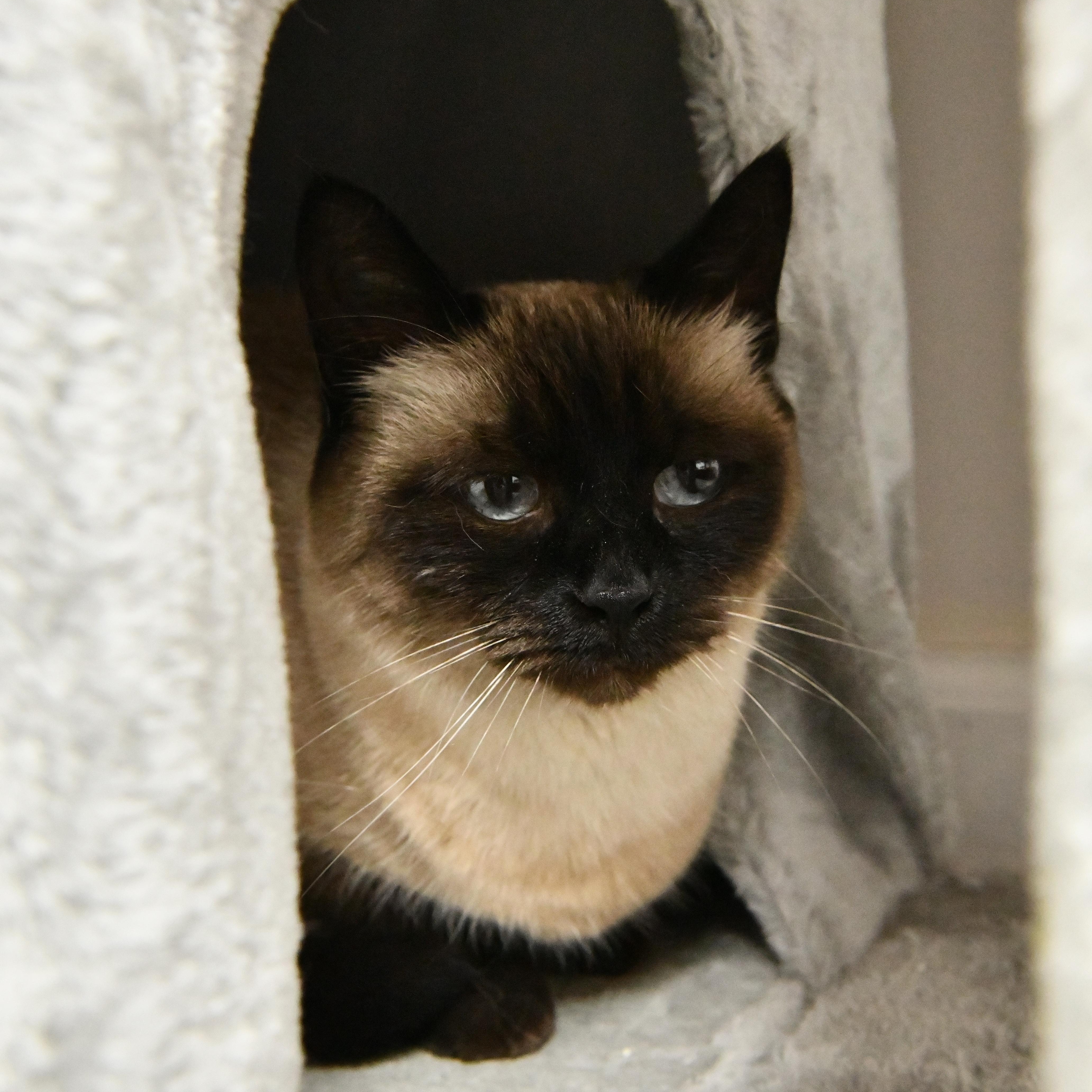 Enlarge Tofu, a ADOPTABLE mixed breed in Fairhope, AL image 2/2