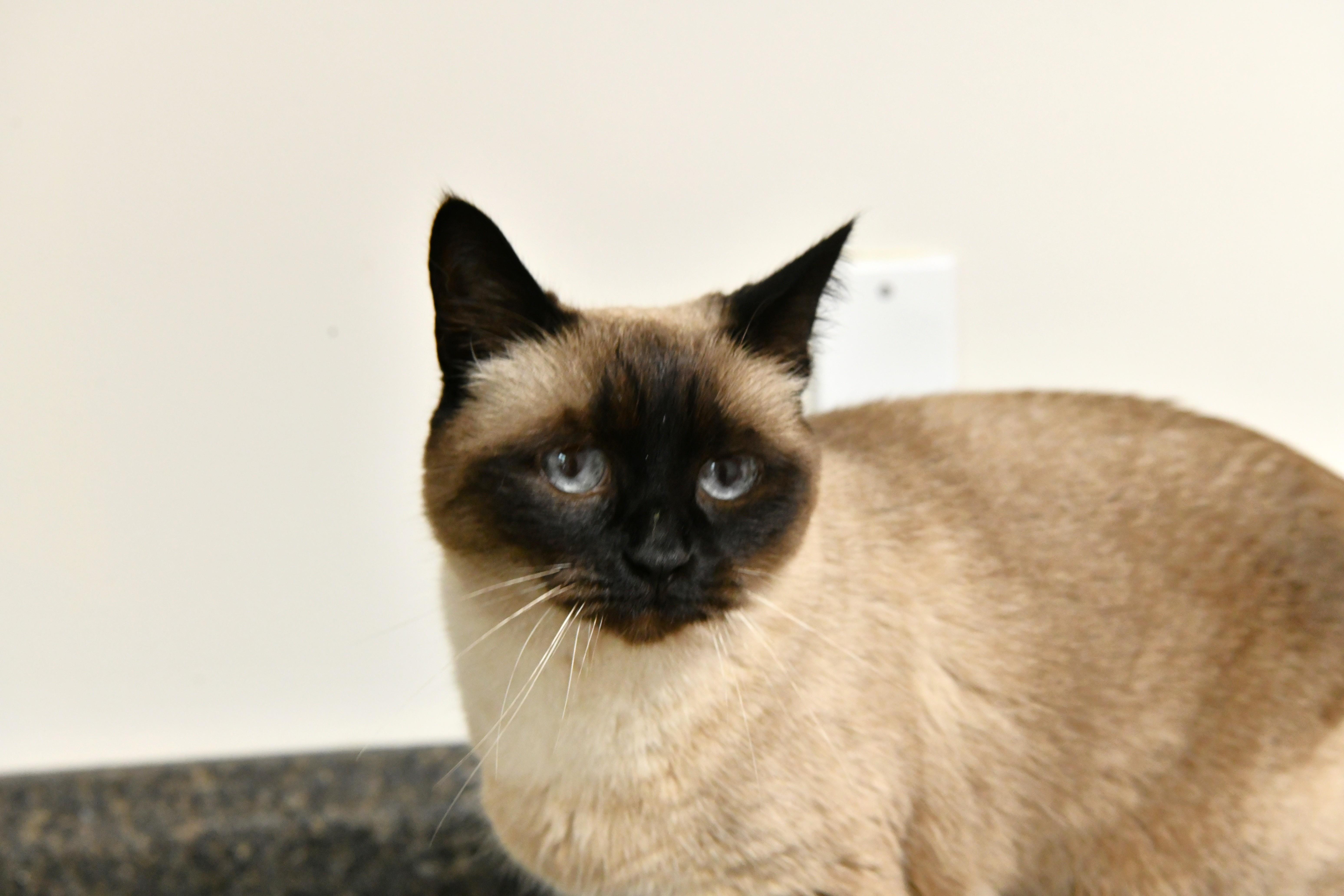 Tofu, adopted, Senior Female Siamese & Applehead Siamese.
