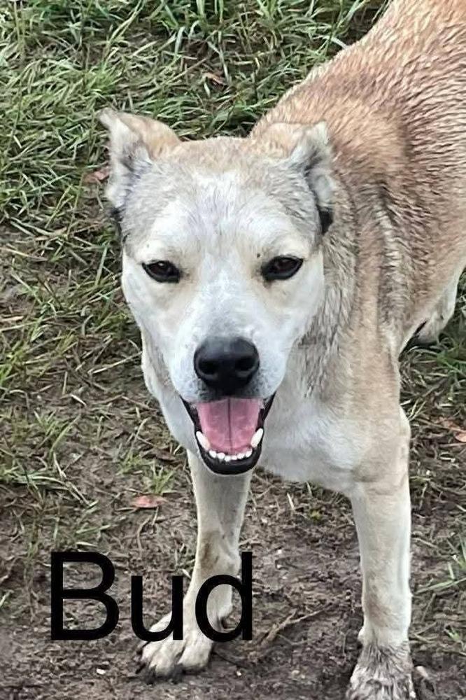 Enlarge Bud, a Adoptable mixed breed in Marianna, FL image 1/1