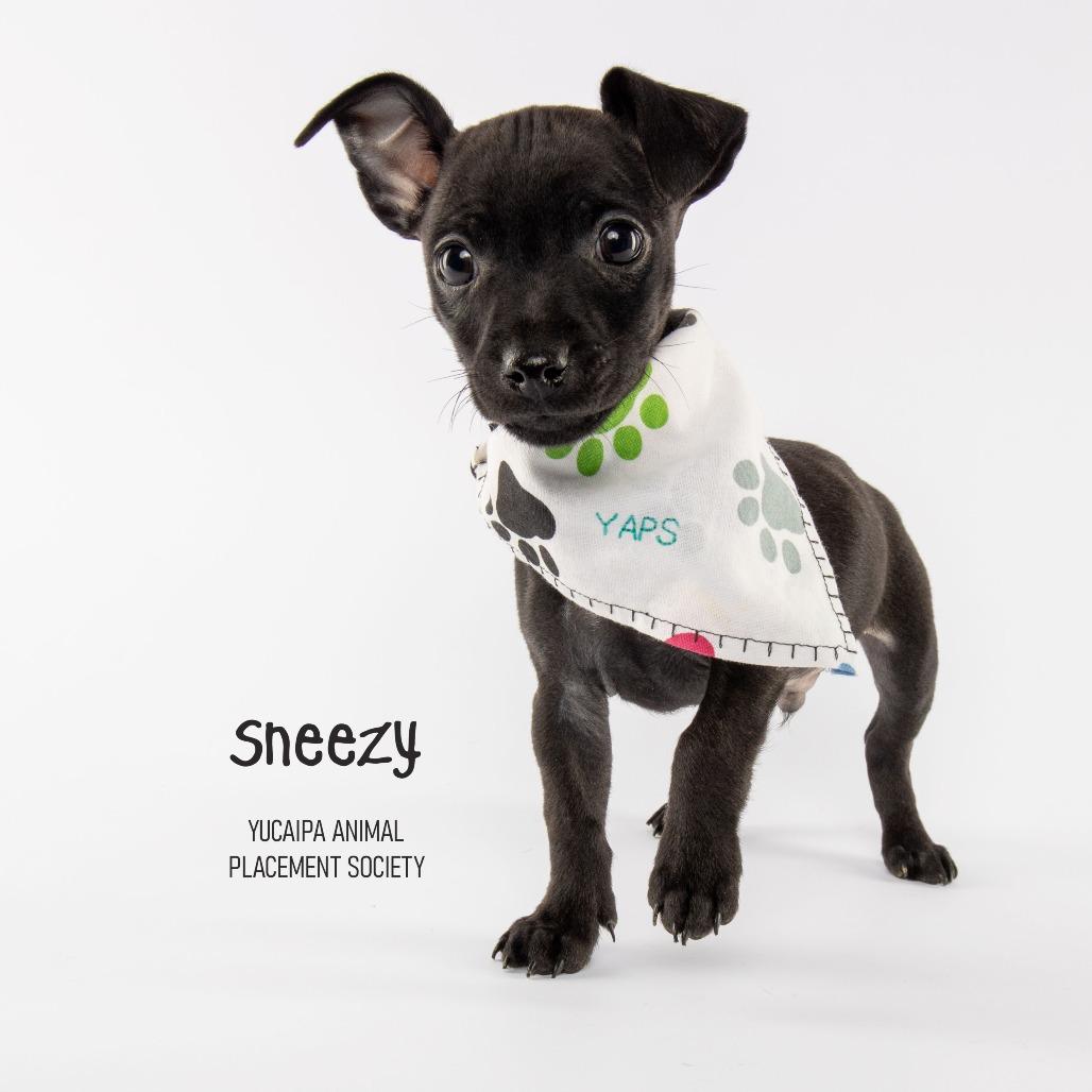 Sneezy, Adoptable, Puppy Male Chihuahua & Miniature Dachshund.