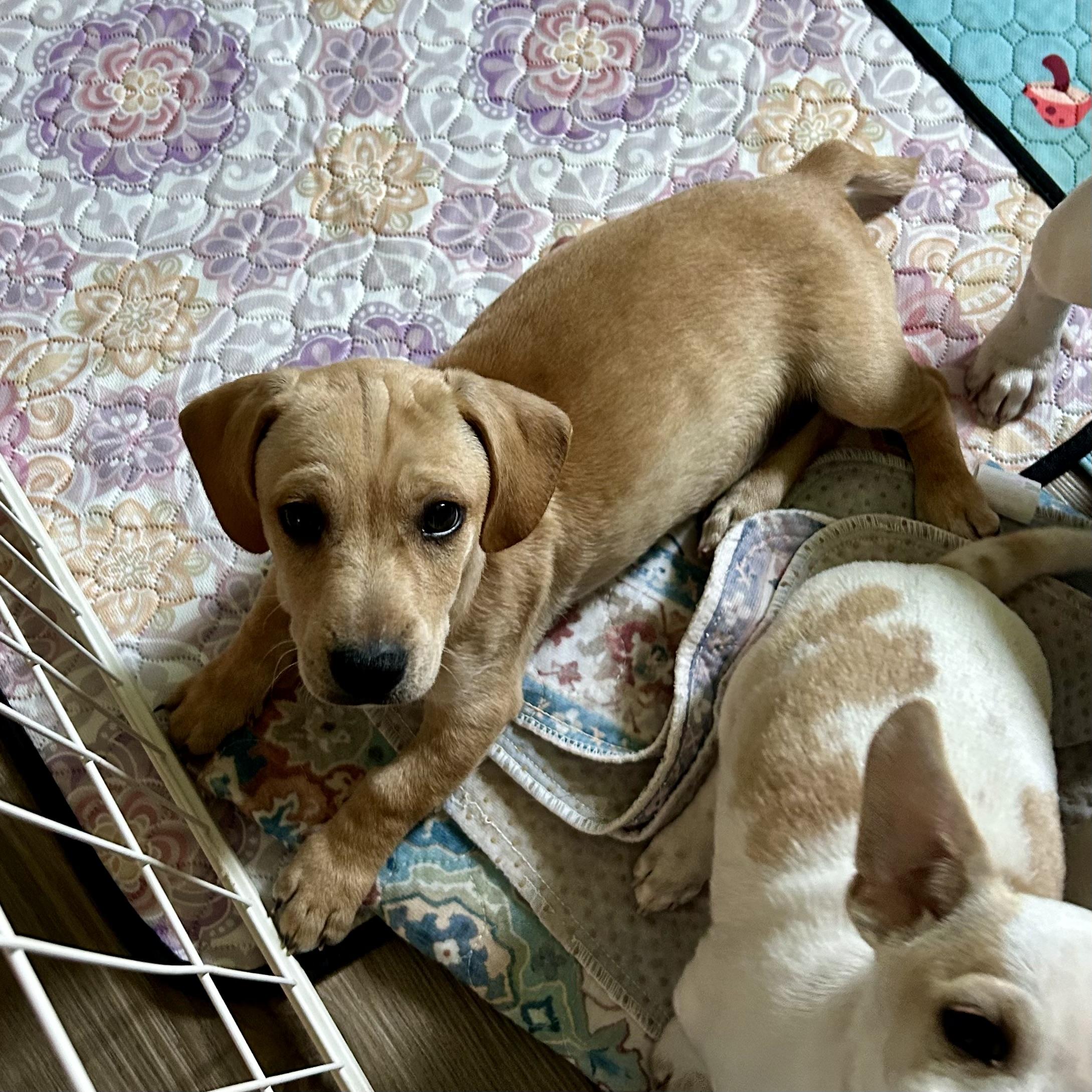 Joey, Adoptable, Puppy Male Chiweenie.