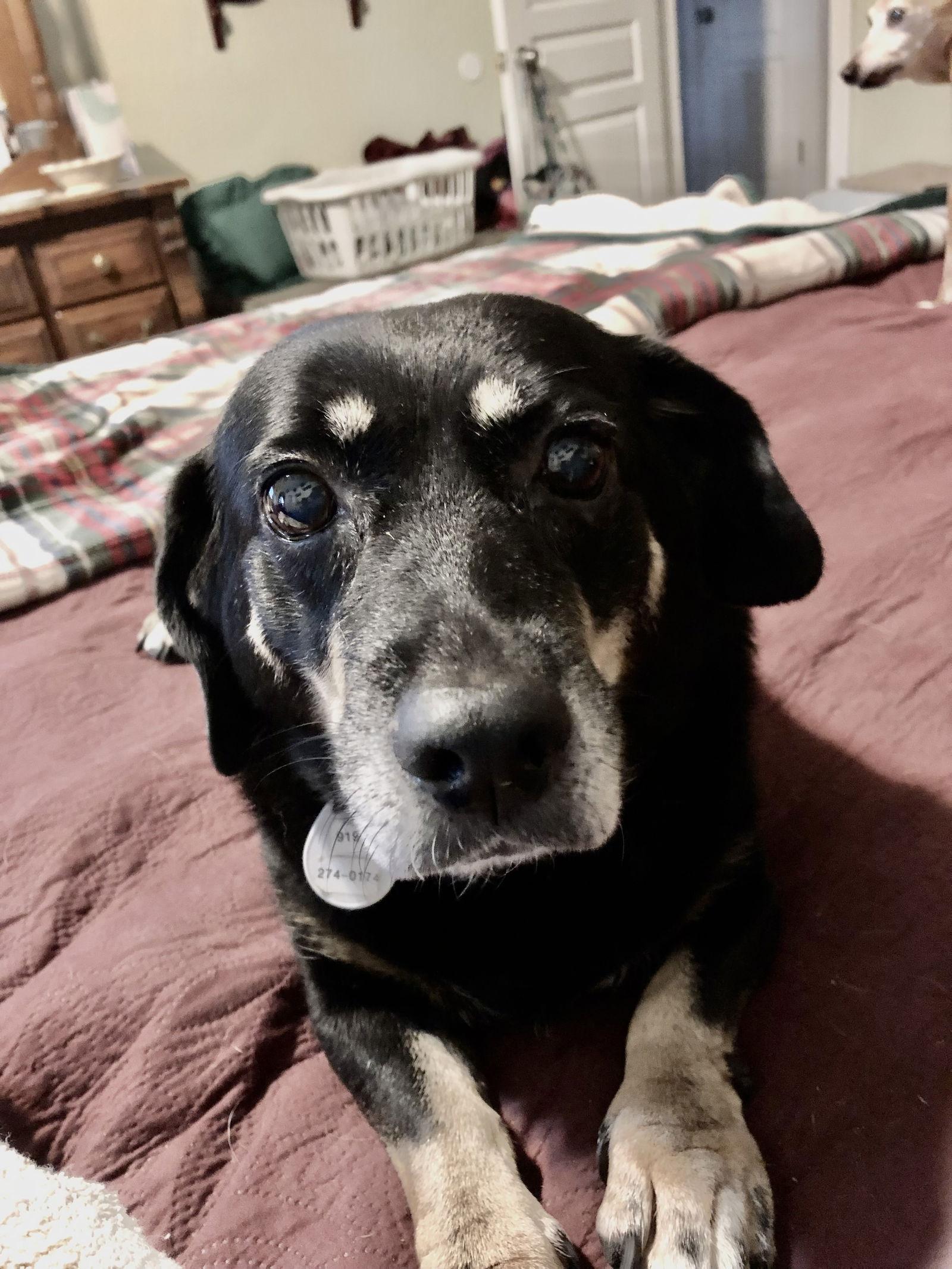 Enlarge Boo Boo, a Adoptable Dachshund in Cary, NC image 1/3