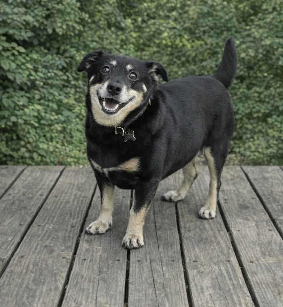 Boo Boo, Adoptable, Senior Female Dachshund.