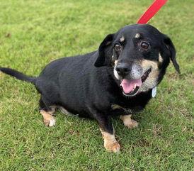 Enlarge Boo Boo, a Adoptable Dachshund in Cary, NC image 2/3
