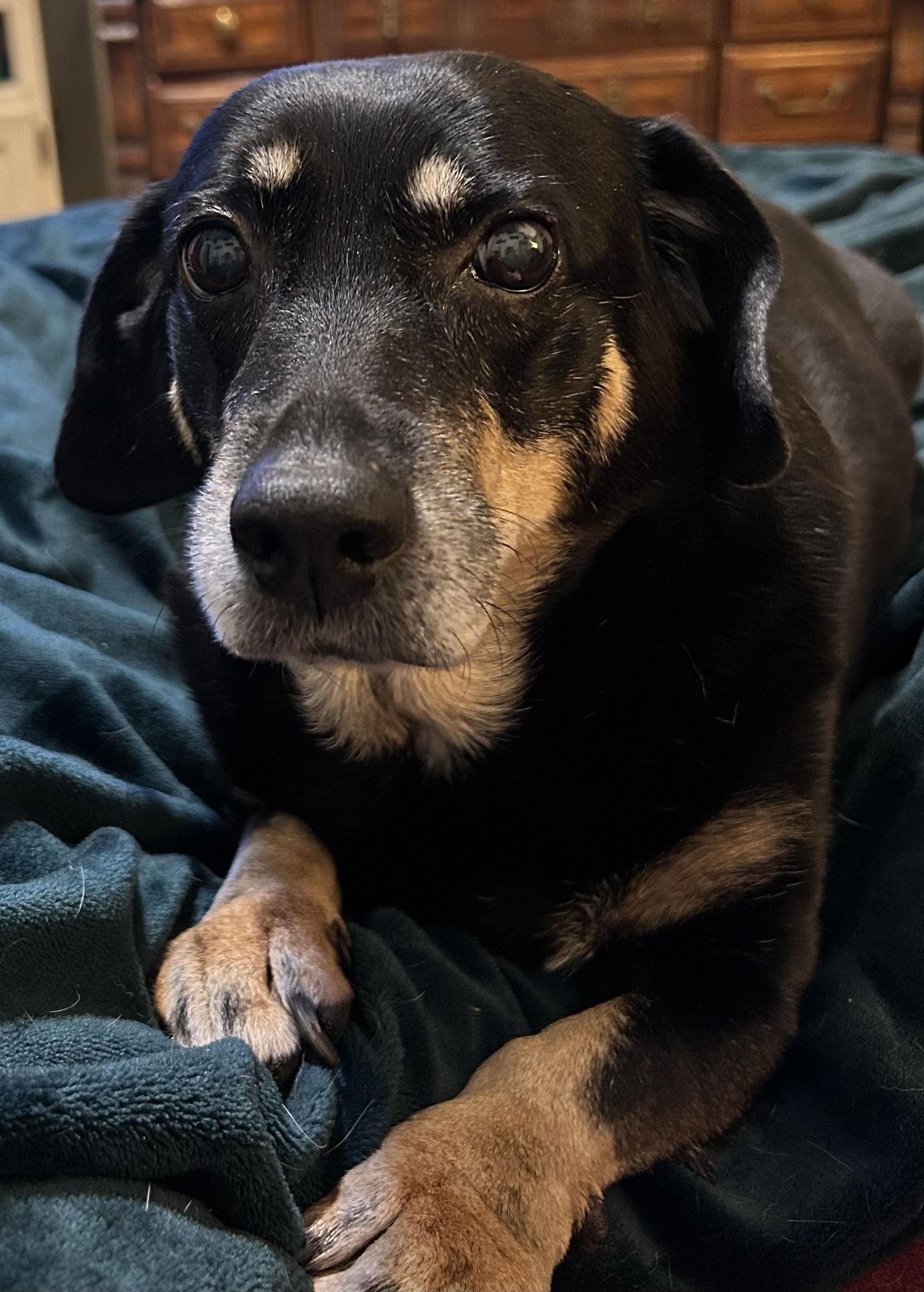 Enlarge Boo Boo, a Adoptable Dachshund in Cary, NC image 3/3
