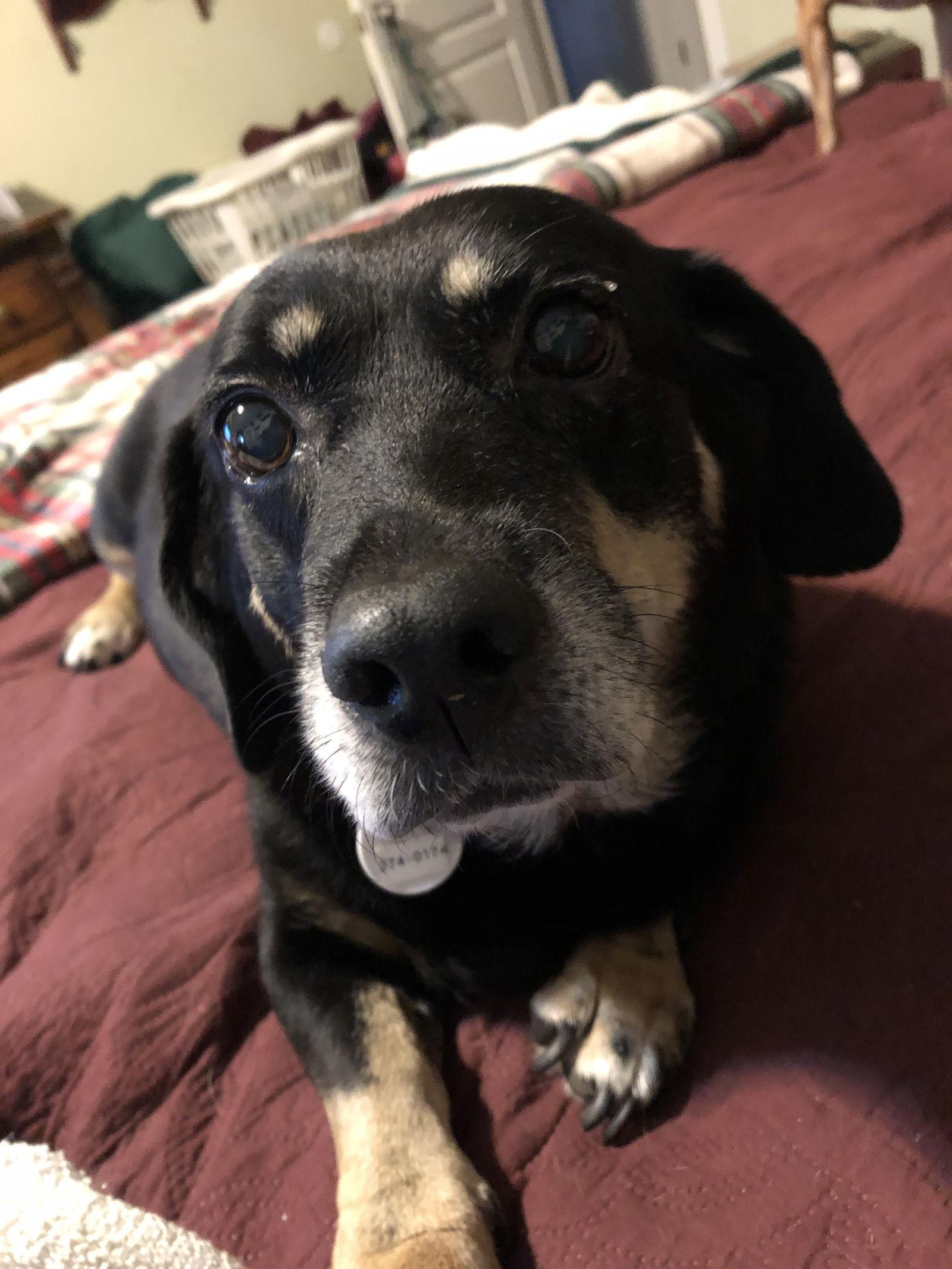 Enlarge Boo Boo, a Adoptable Dachshund in Cary, NC image 3/3