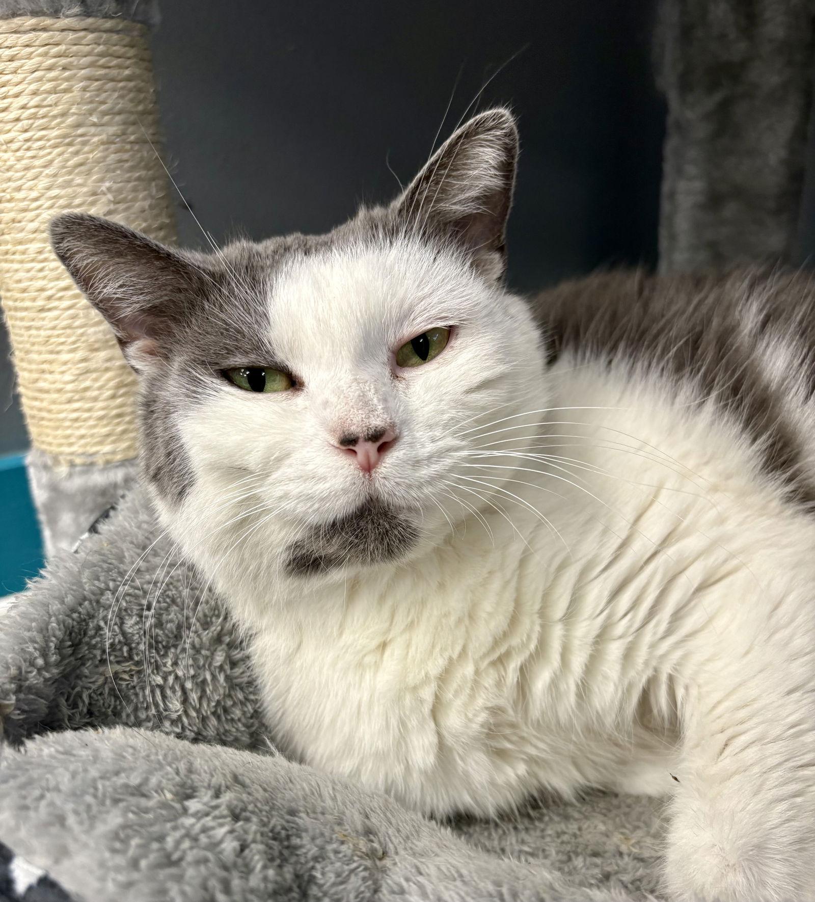 Eclipso, Adoptable, Adult Female Domestic Short Hair.