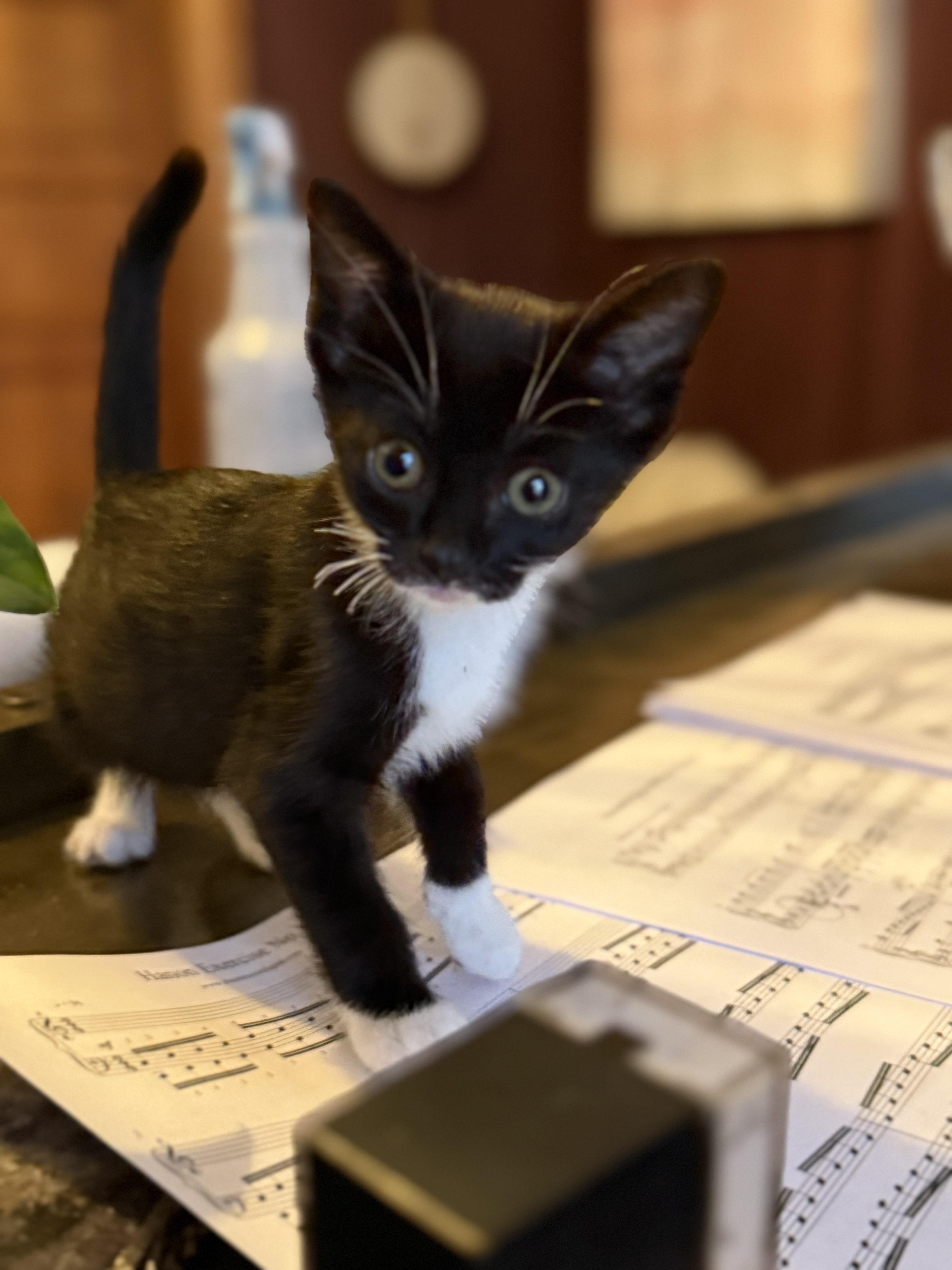 Juliette, Baby Female Tuxedo