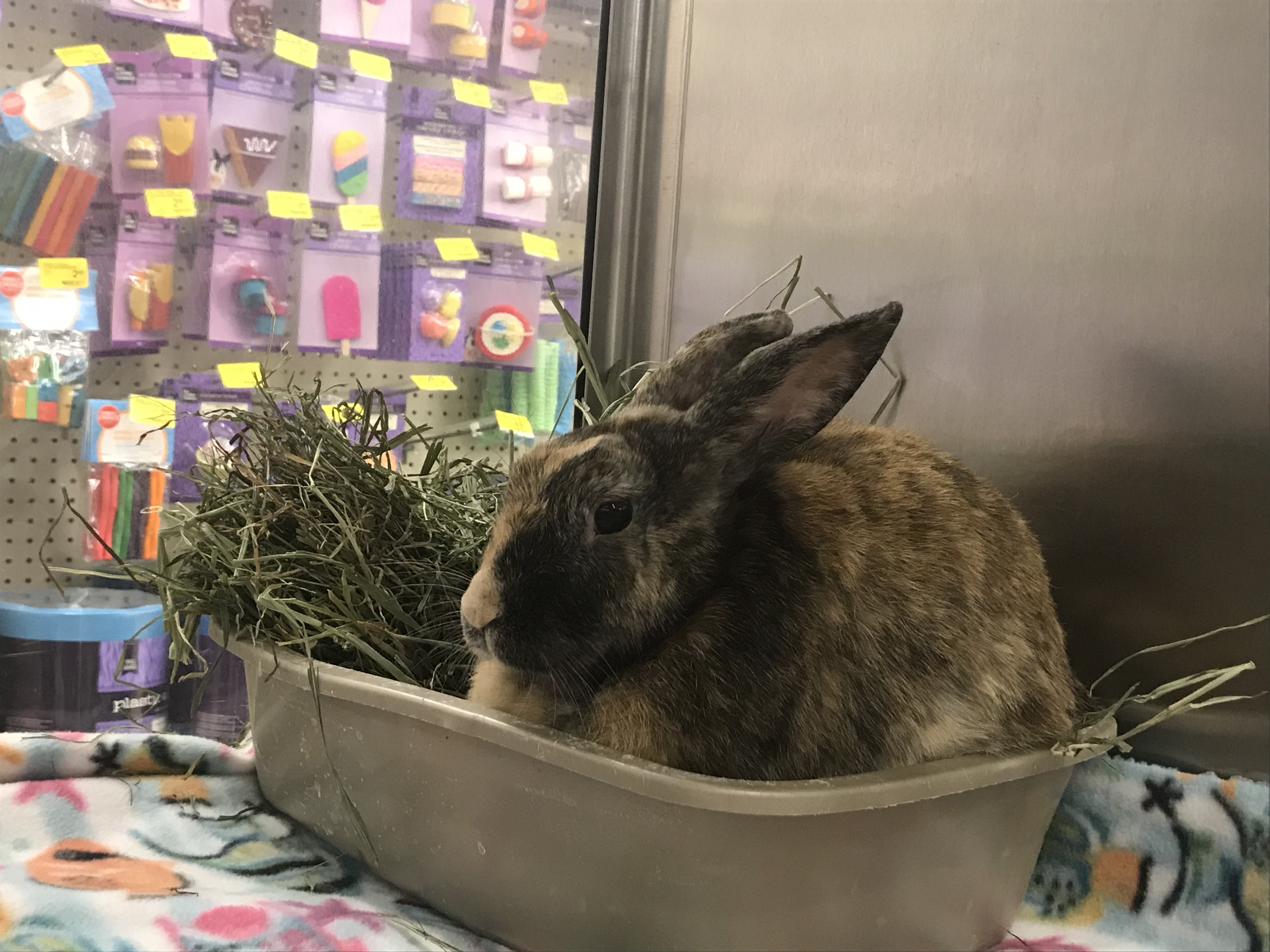 Mindy, a Adoptable Harlequin in Westerville, OH image 1/4