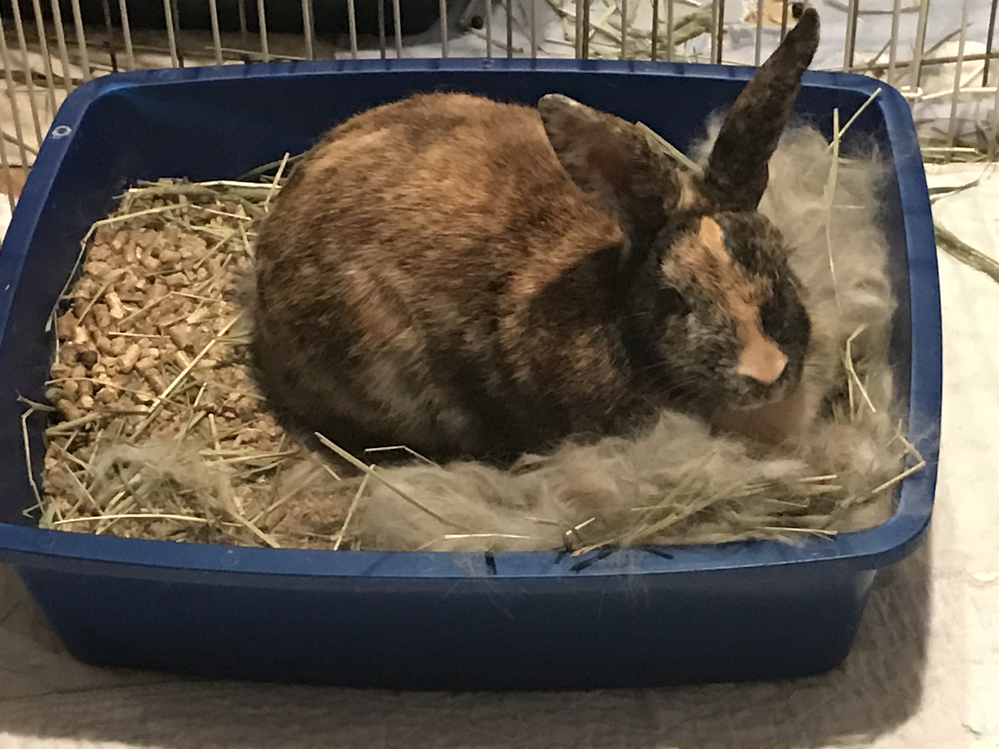 Mindy, a Adoptable Harlequin in Westerville, OH image 2/4