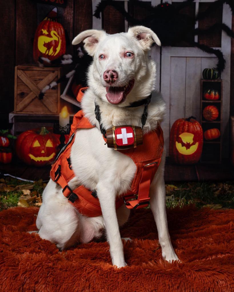Ollie, Adoptable, Adult Male Australian Shepherd & Shepherd.
