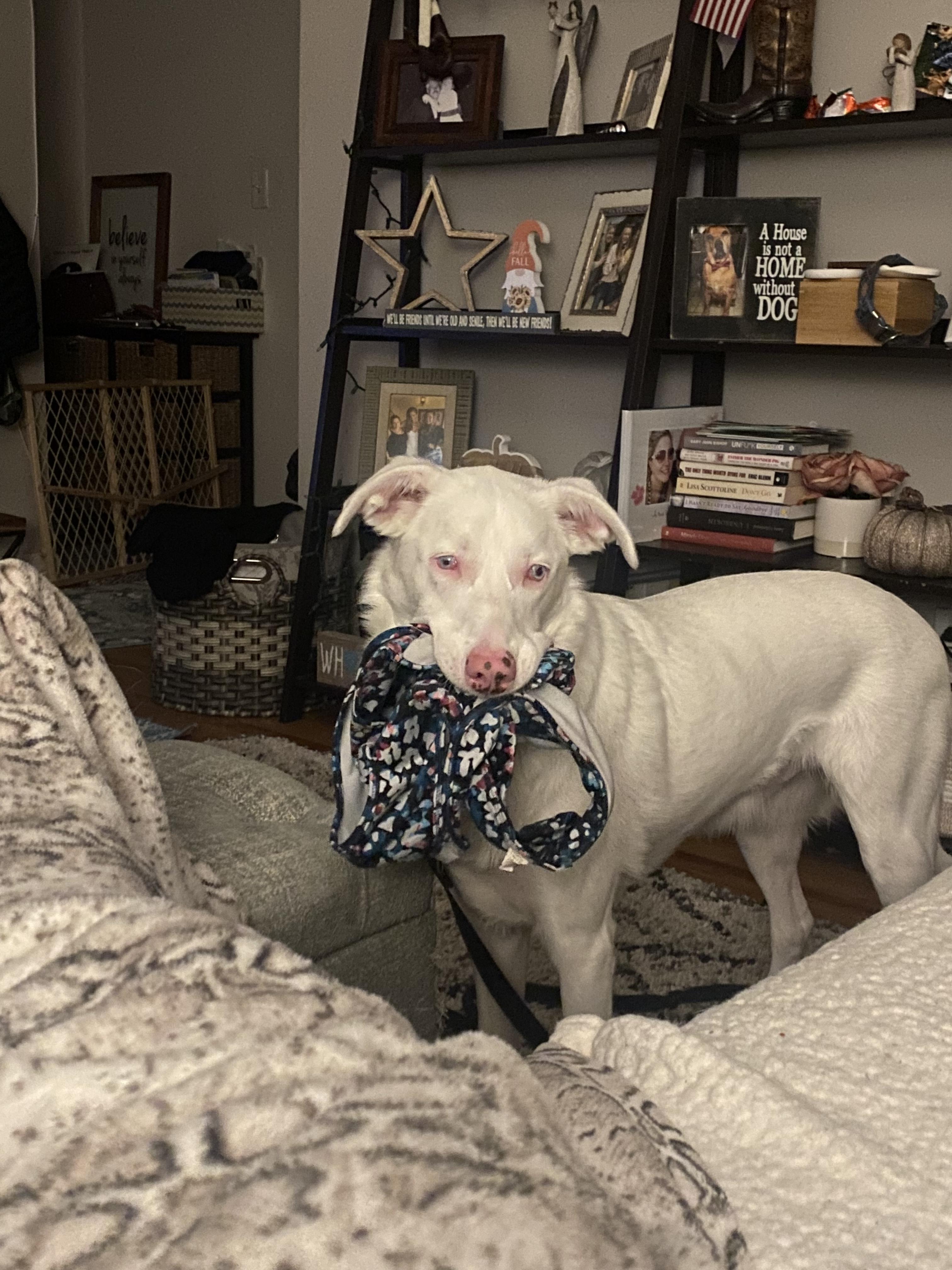 Enlarge Ollie, a Adoptable mixed breed in North Haledon, NJ image 1/6