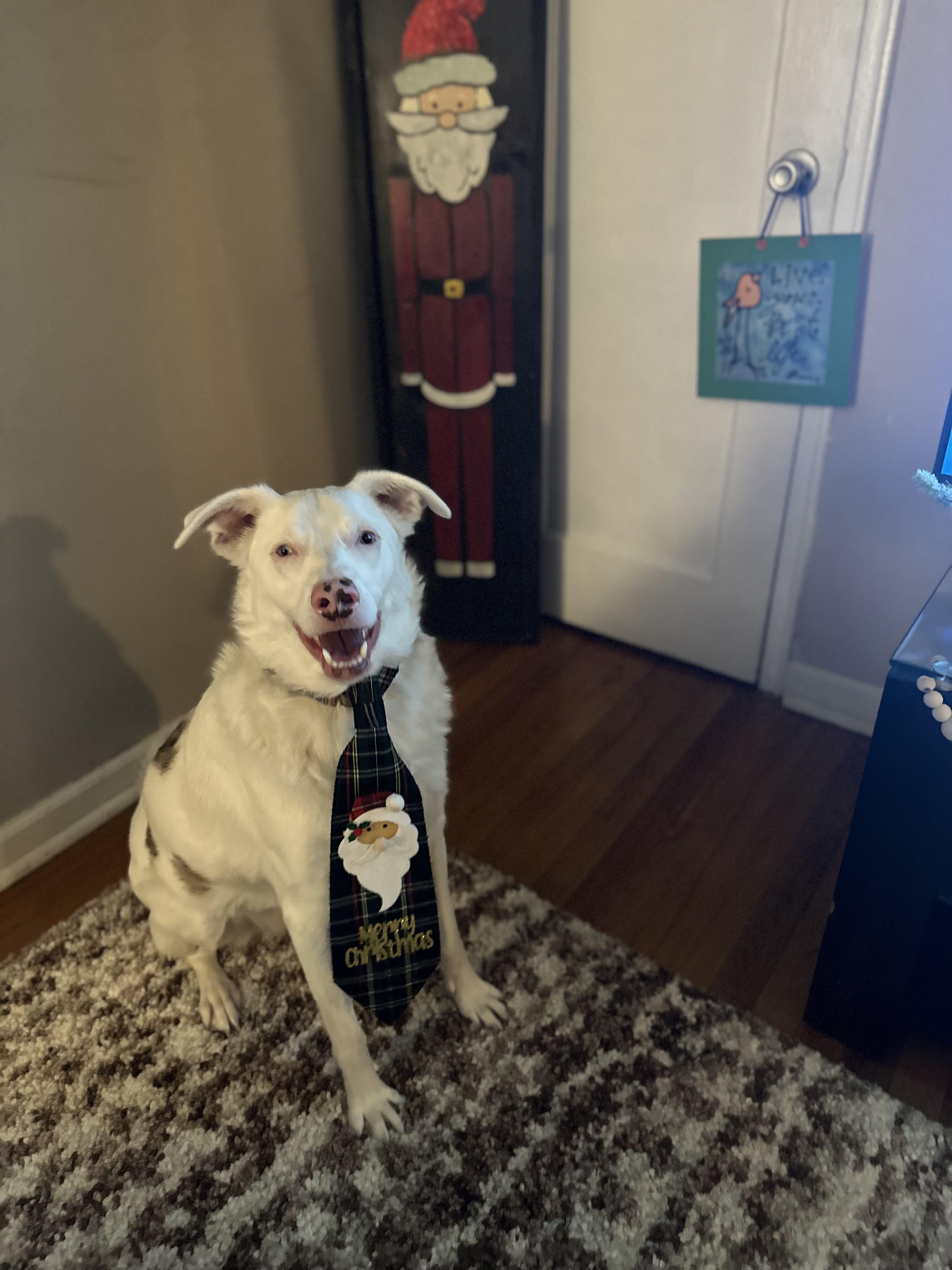 Enlarge Ollie, a Adoptable mixed breed in North Haledon, NJ image 2/6