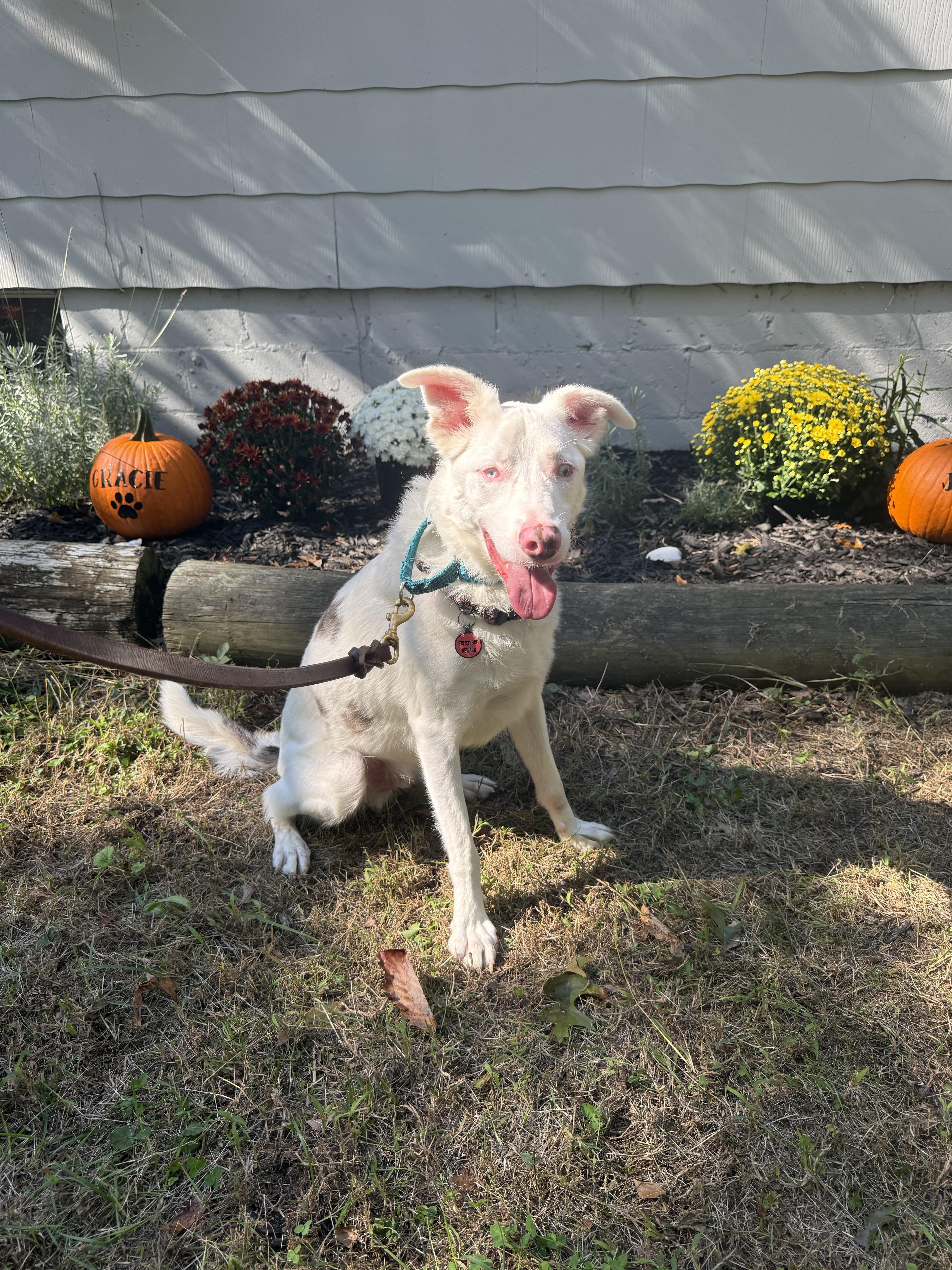 Enlarge Ollie, a Adoptable mixed breed in North Haledon, NJ image 3/6