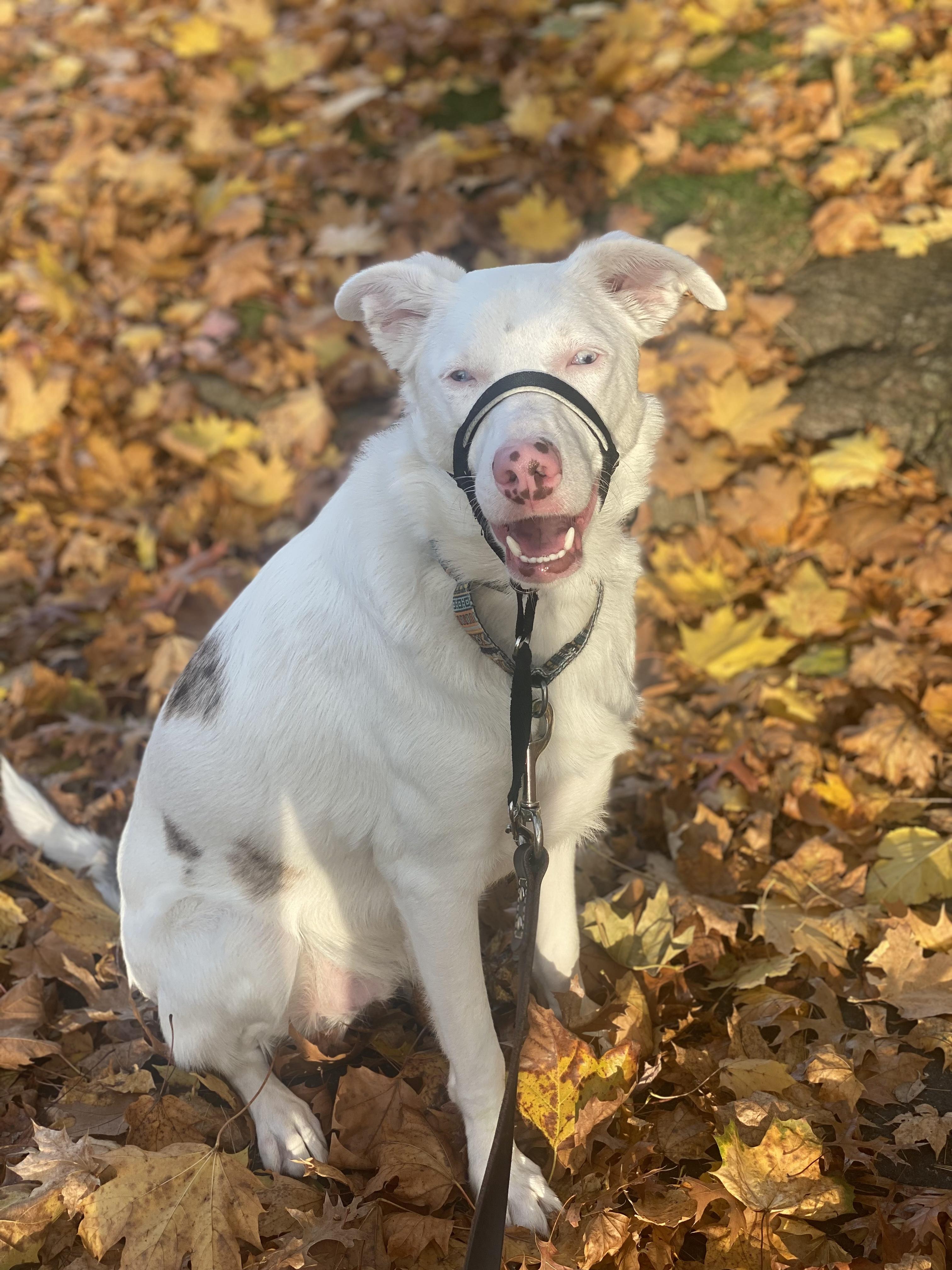 Enlarge Ollie, a Adoptable mixed breed in North Haledon, NJ image 2/6