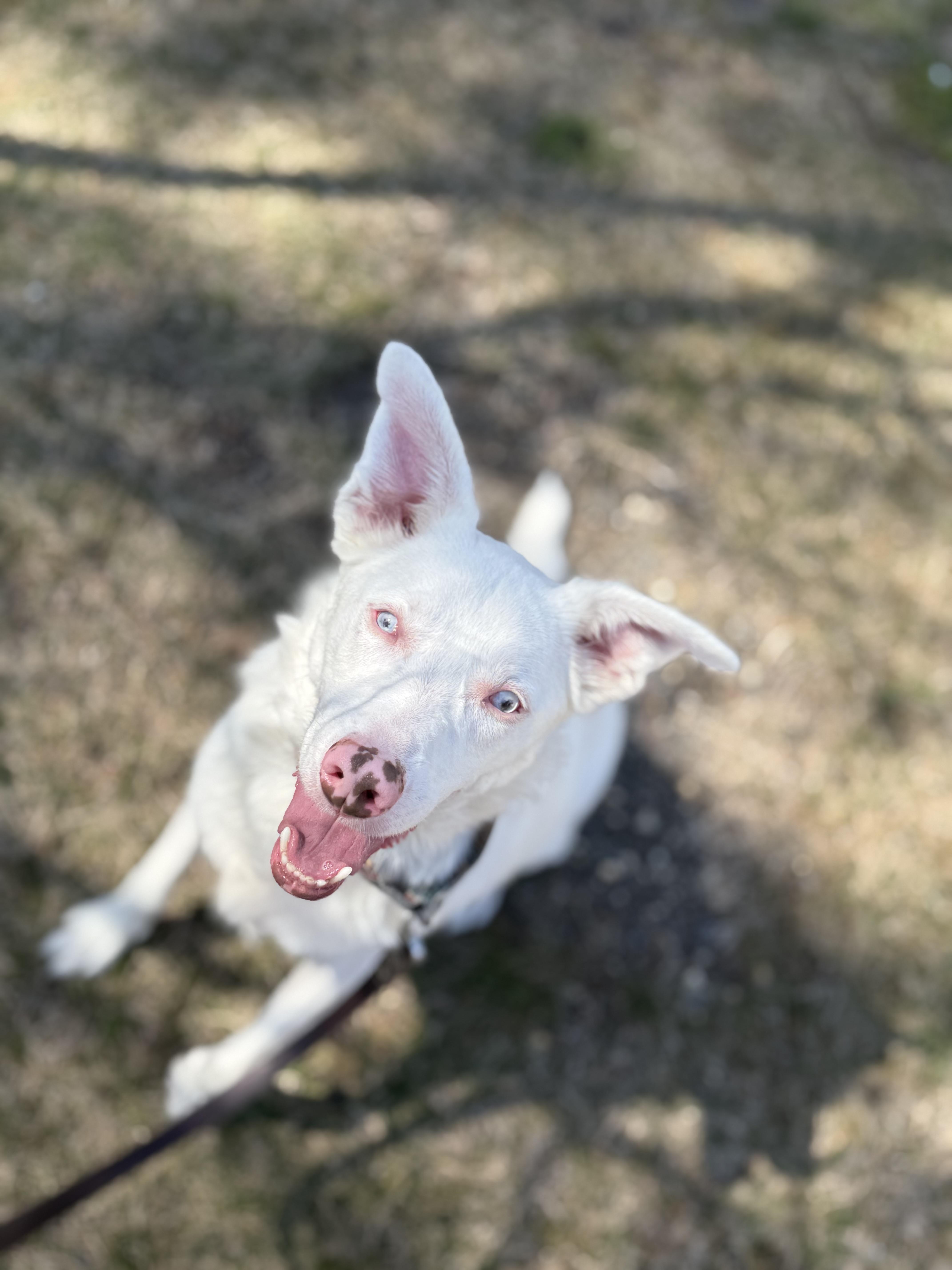 Enlarge Ollie, a Adoptable mixed breed in North Haledon, NJ image 4/6
