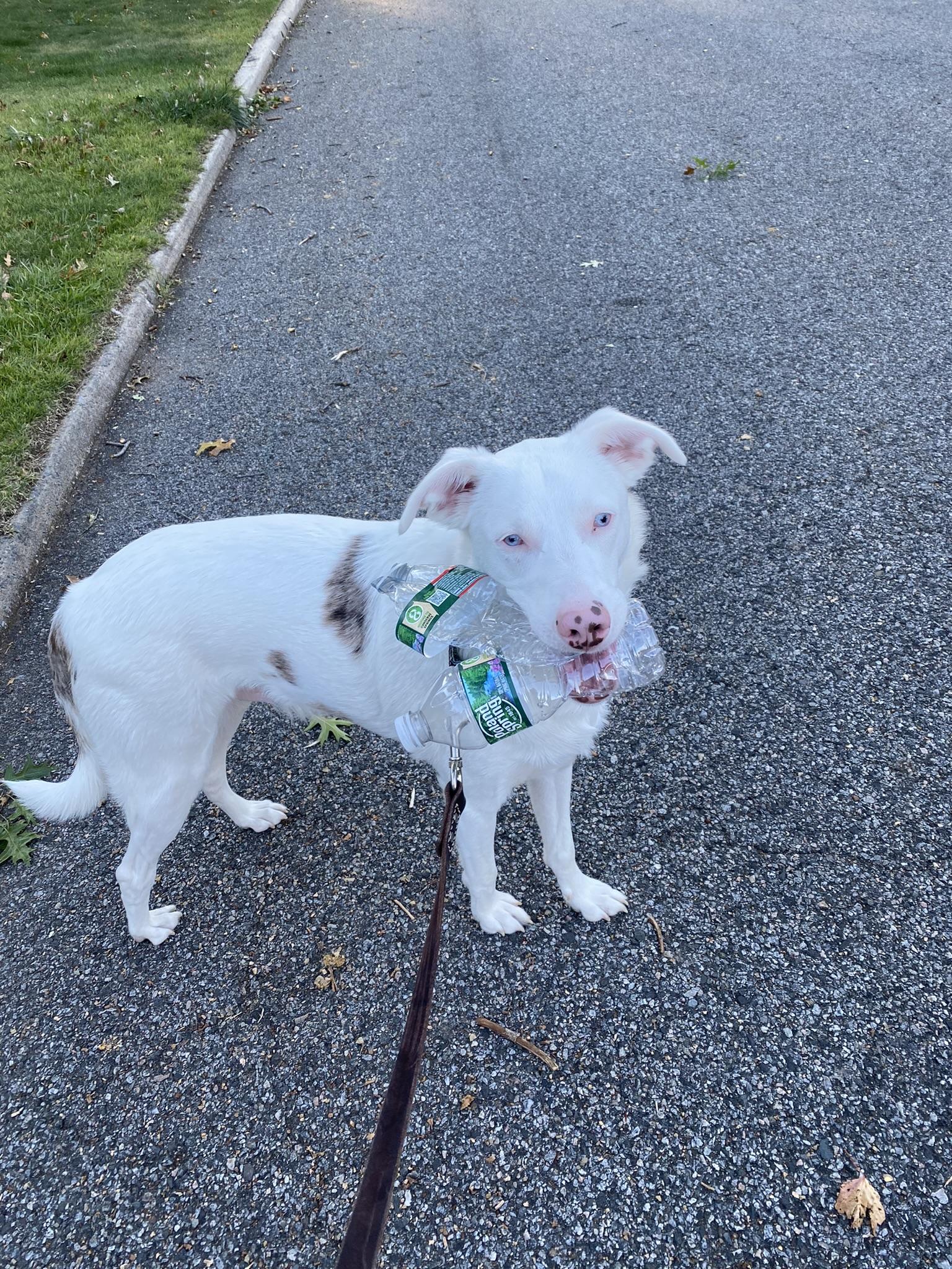 Enlarge Ollie, a Adoptable mixed breed in North Haledon, NJ image 3/6