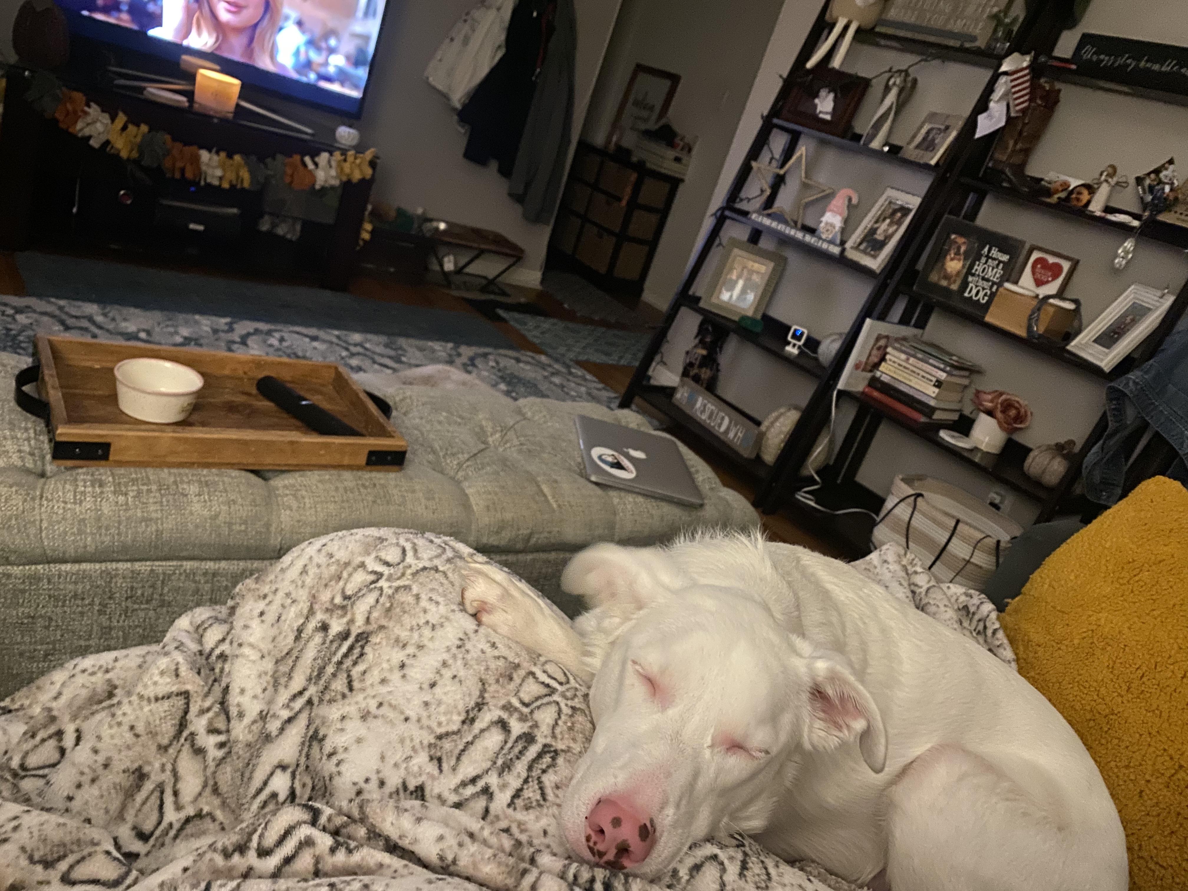 Enlarge Ollie, a Adoptable mixed breed in North Haledon, NJ image 4/6