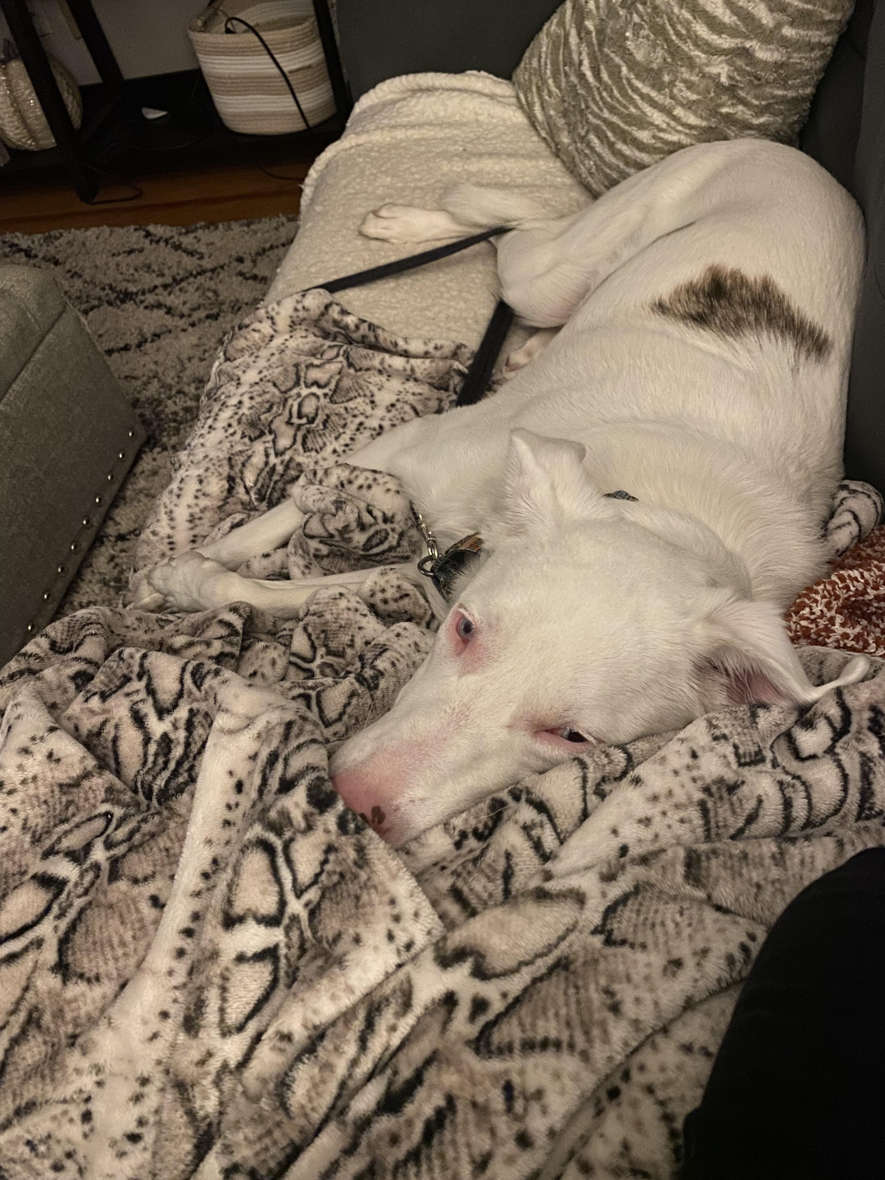 Enlarge Ollie, a Adoptable mixed breed in North Haledon, NJ image 5/6