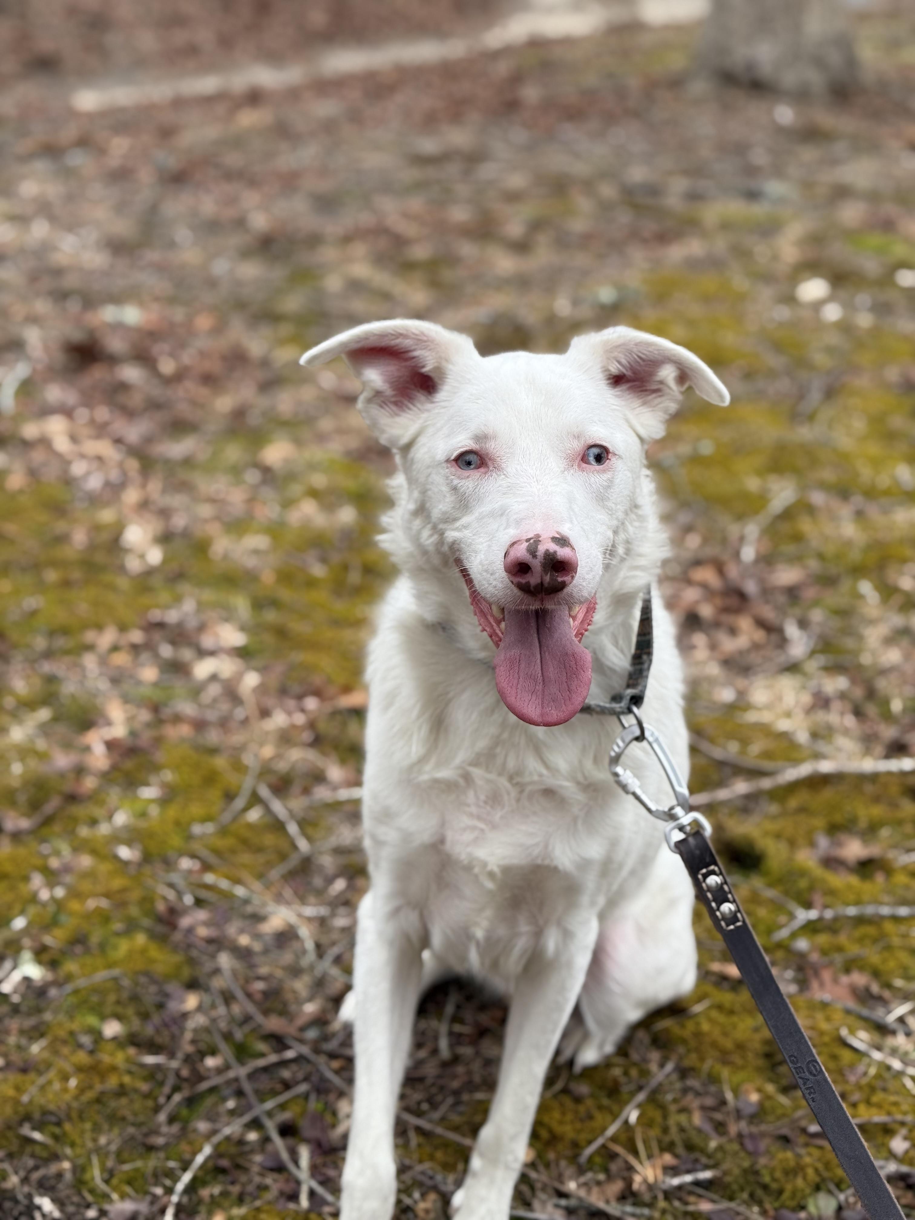 Enlarge Ollie, a Adoptable mixed breed in North Haledon, NJ image 5/6