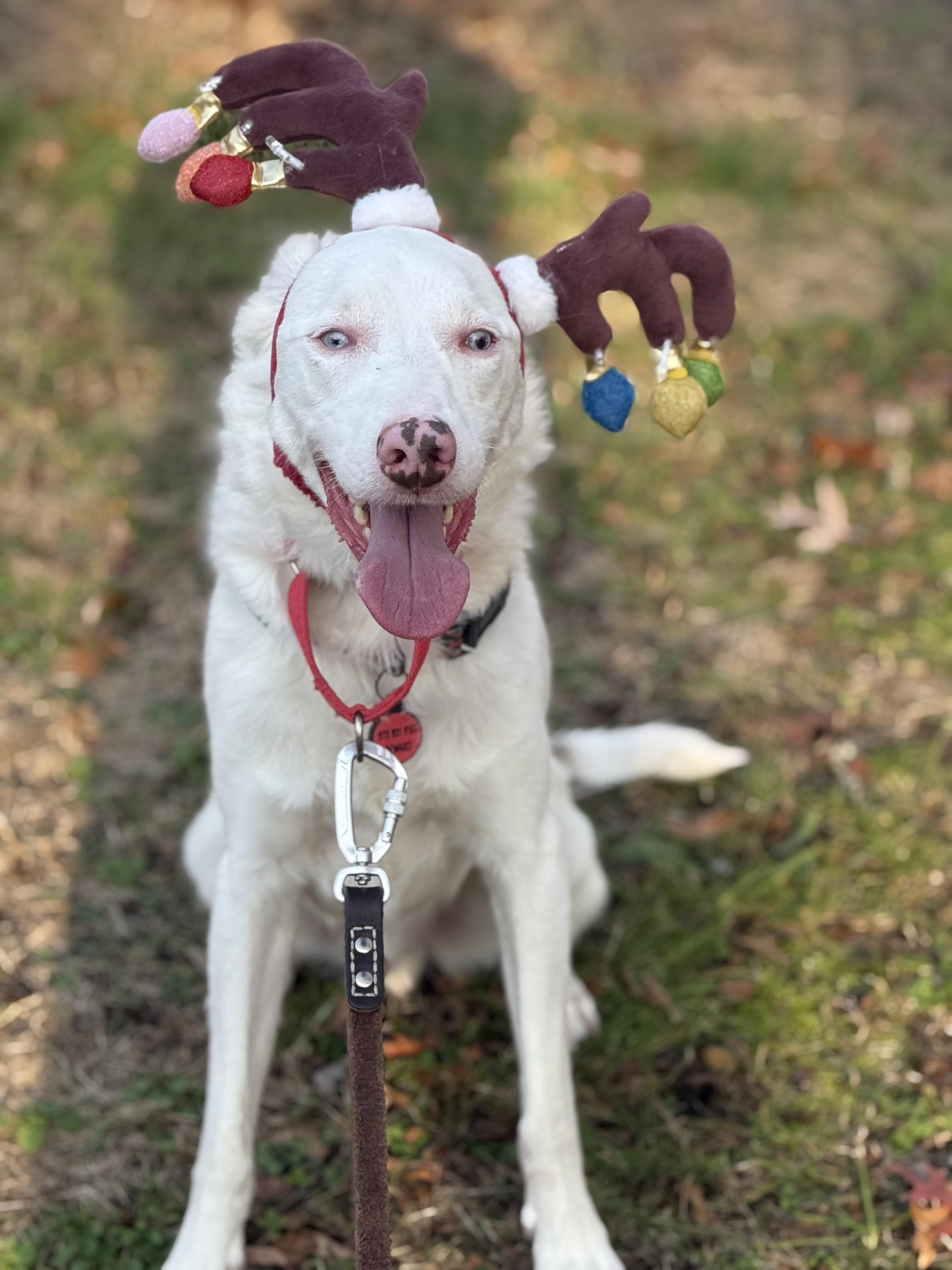 Enlarge Ollie, a Adoptable mixed breed in North Haledon, NJ image 6/6