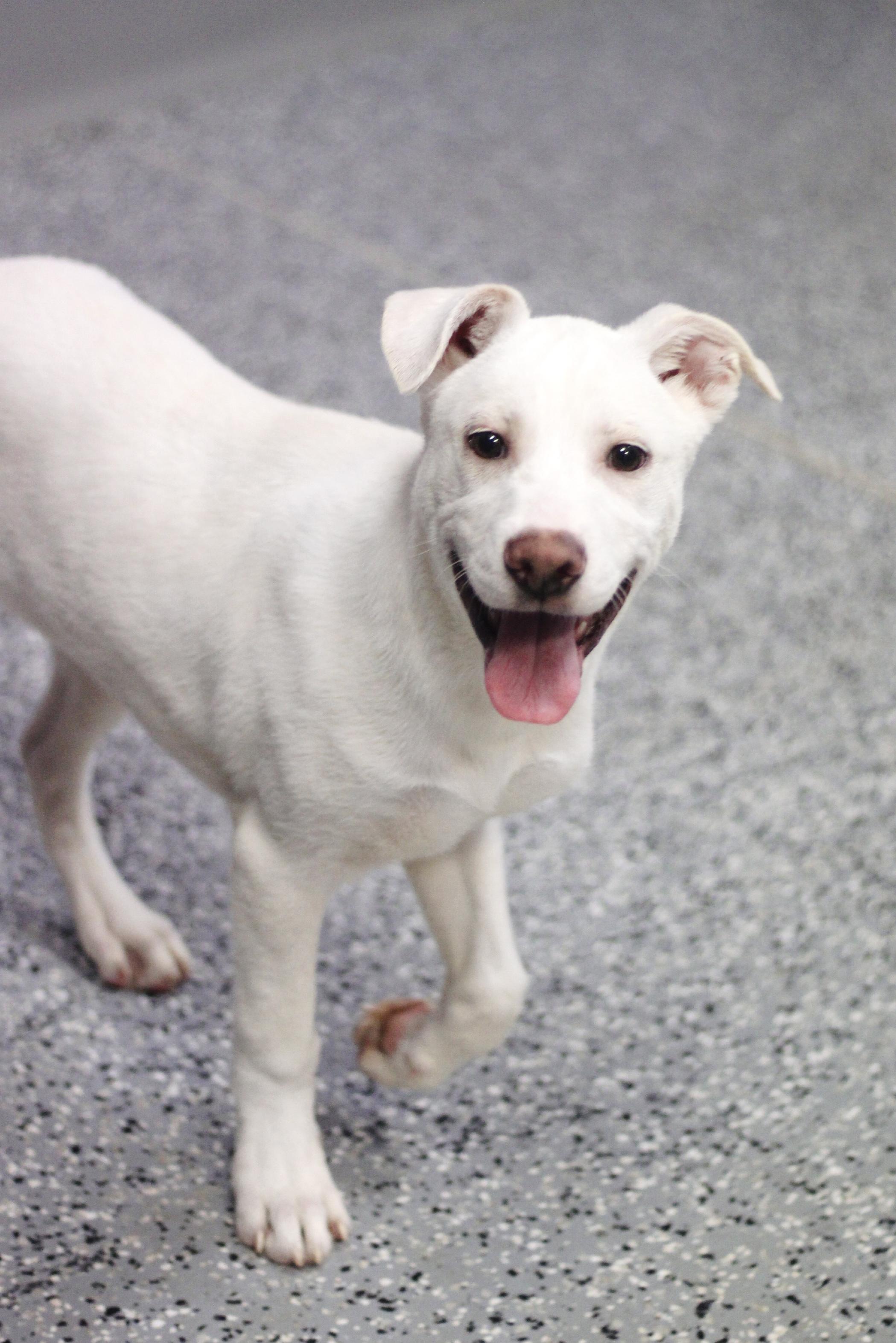 Lynx in NH! Come Meet our Adoptable Dogs Wednesday-Saturday. More info in Bio!