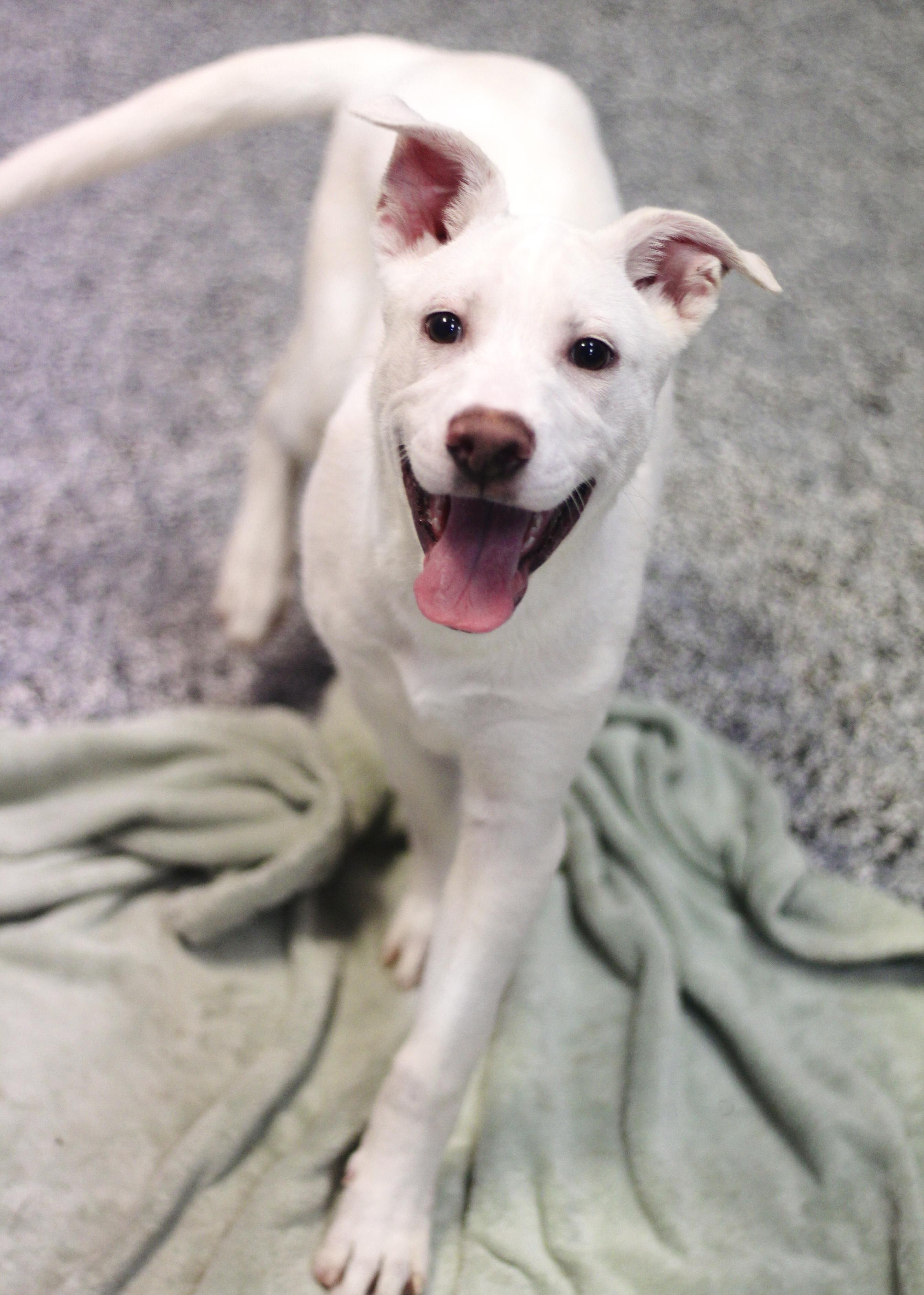 Lynx in NH! Come Meet our Adoptable Dogs Wednesday-Saturday. More info in Bio!