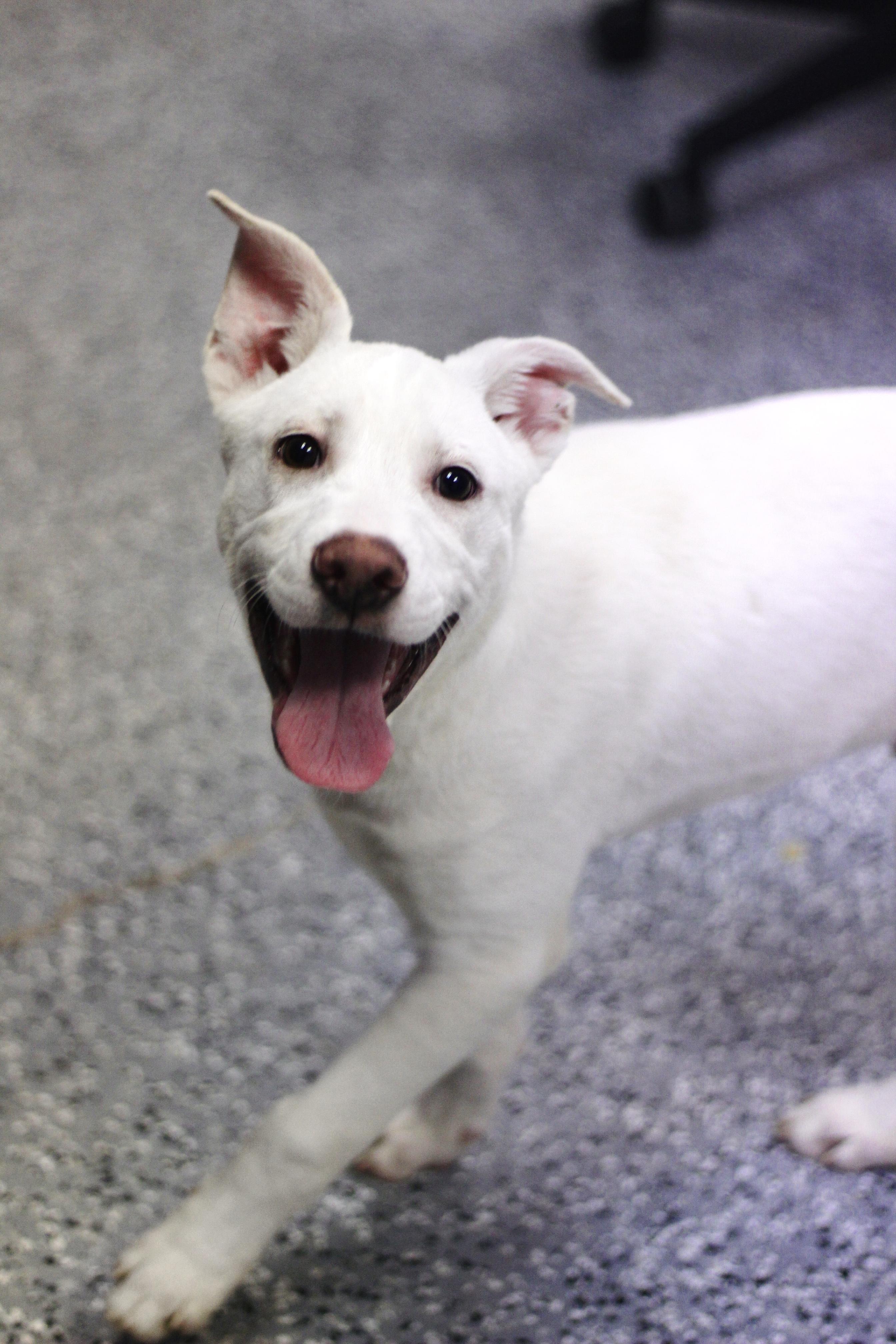 Lynx in NH! Come Meet our Adoptable Dogs Wednesday-Saturday. More info in Bio!