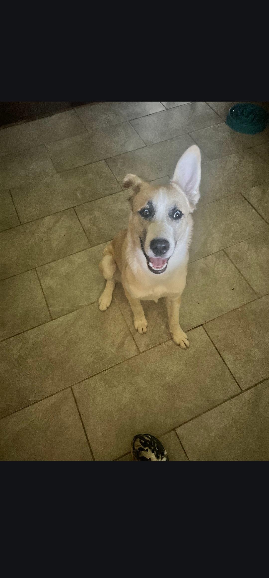 Enlarge Claus, a Adoptable mixed breed in Marine City, MI image 1/2