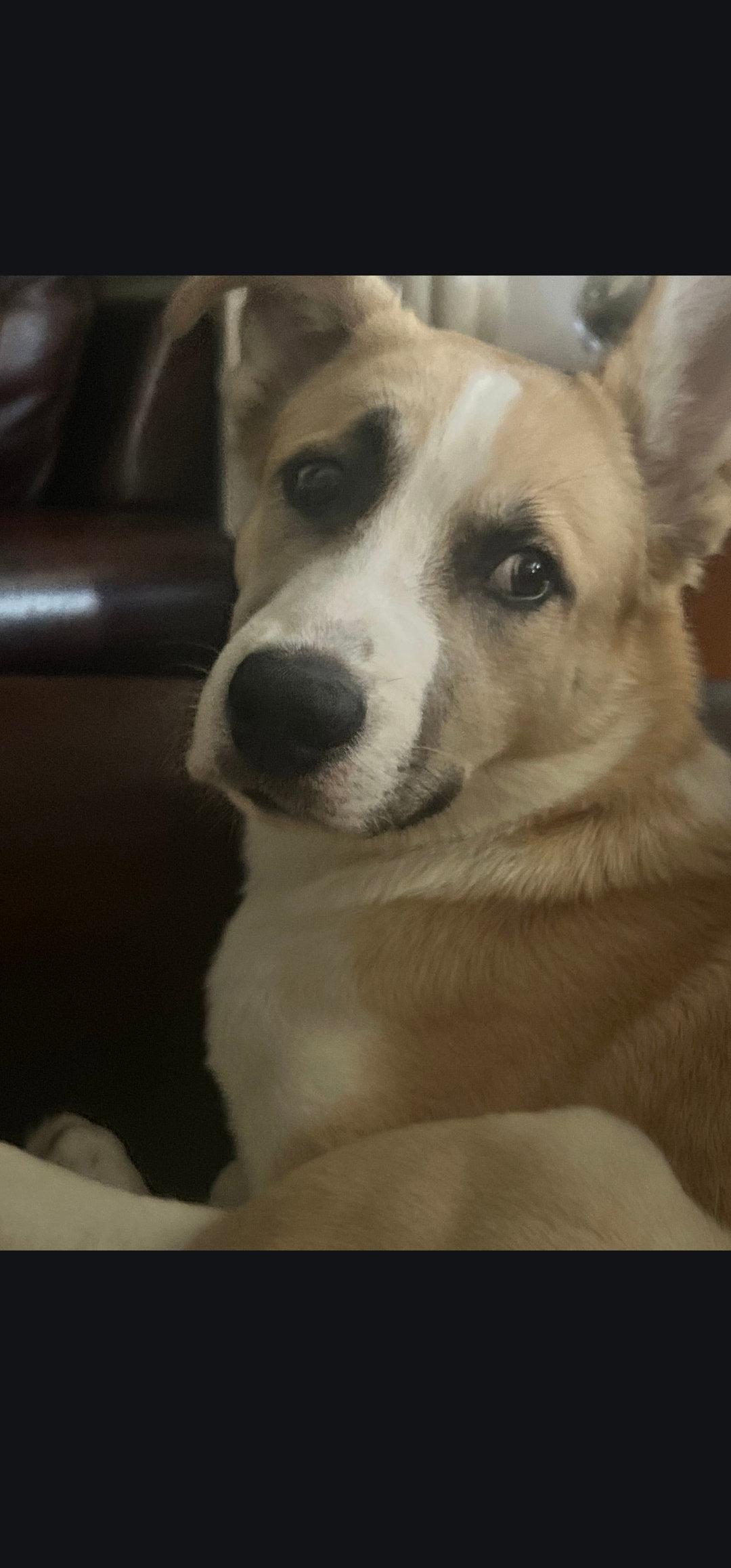 Enlarge Claus, a Adoptable mixed breed in Marine City, MI image 2/2