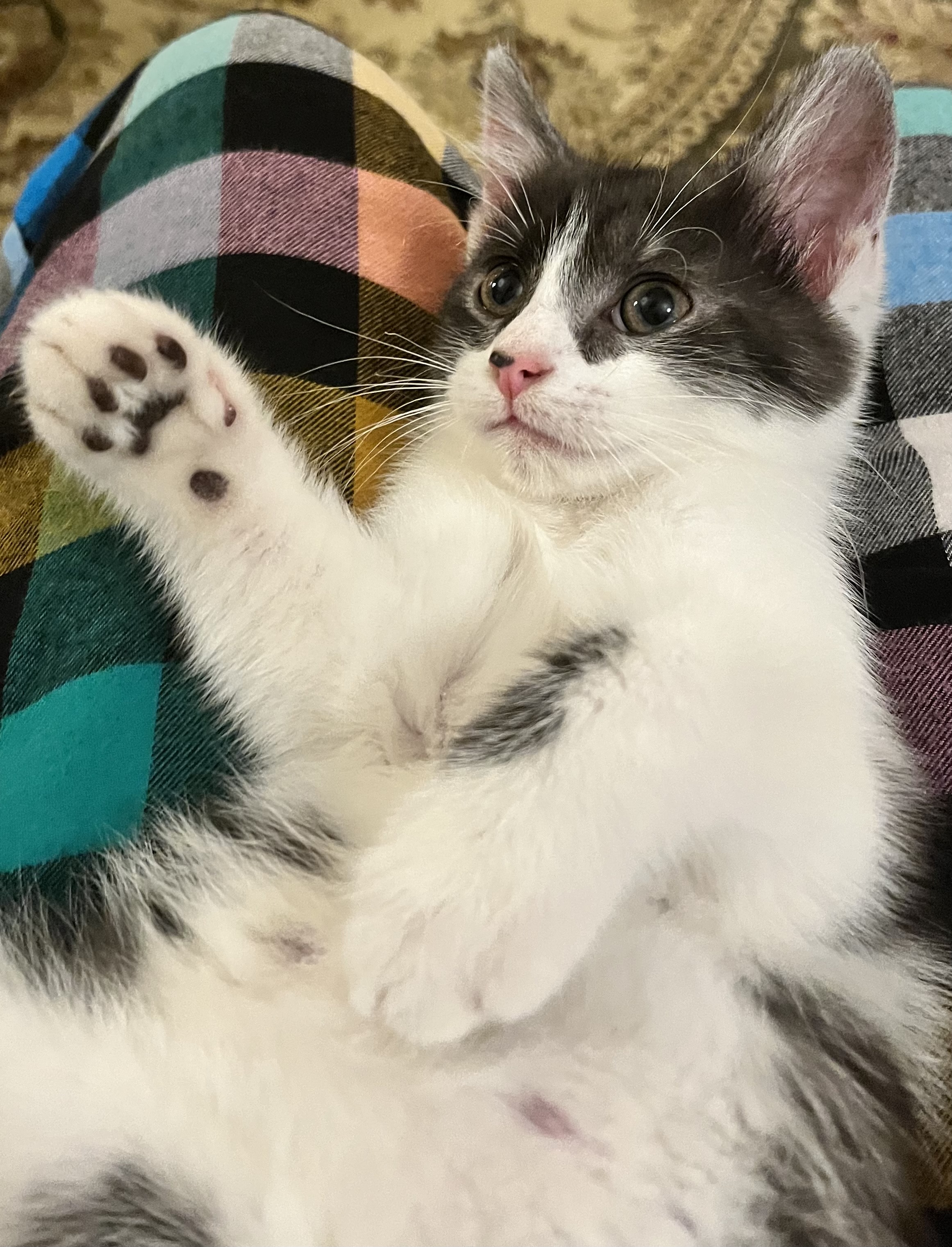 Button (Peg-Fostered in TN)