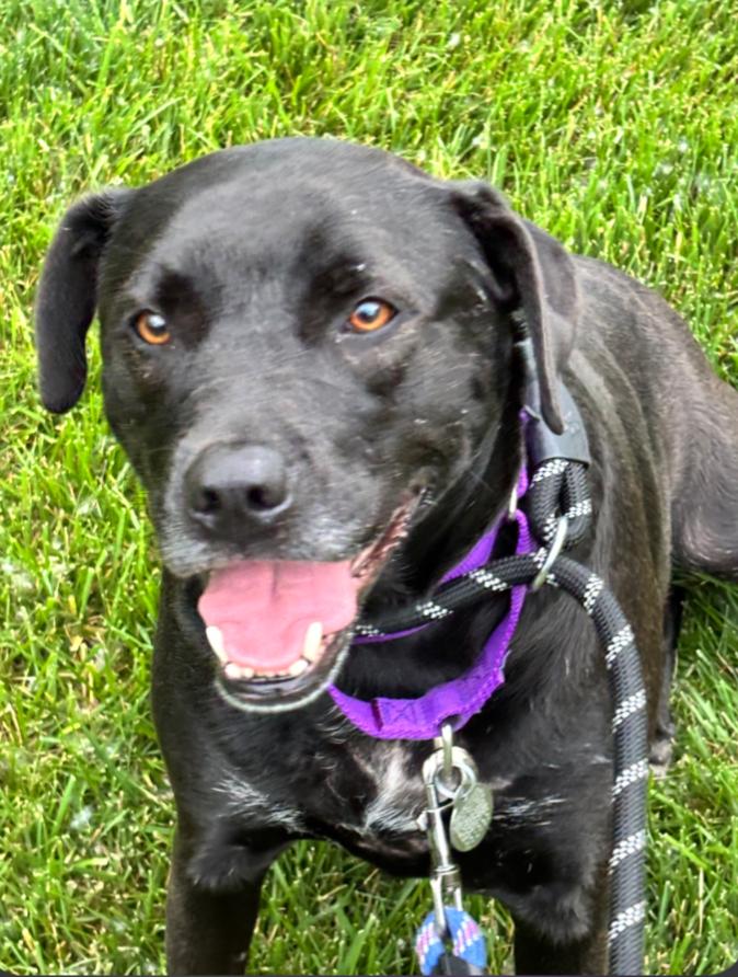 MARLA, Adoptable, Young Female Boxer & Labrador Retriever.